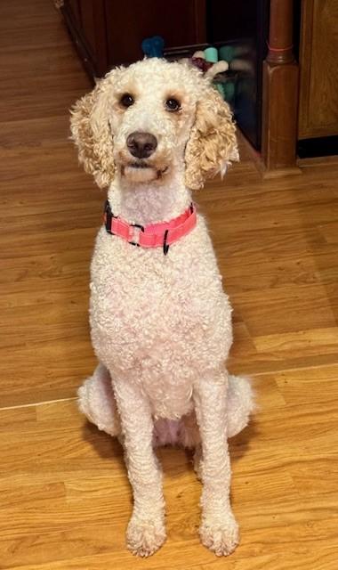 Wilma, an adoptable Goldendoodle in Columbia, MD image 5/5