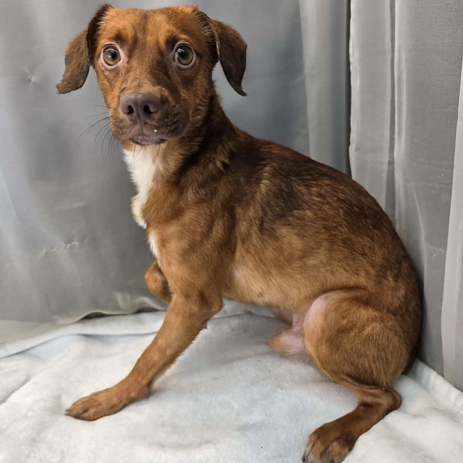 Enlarge Daxon, a Adoptable mixed breed in Jackson, MI image 5/5