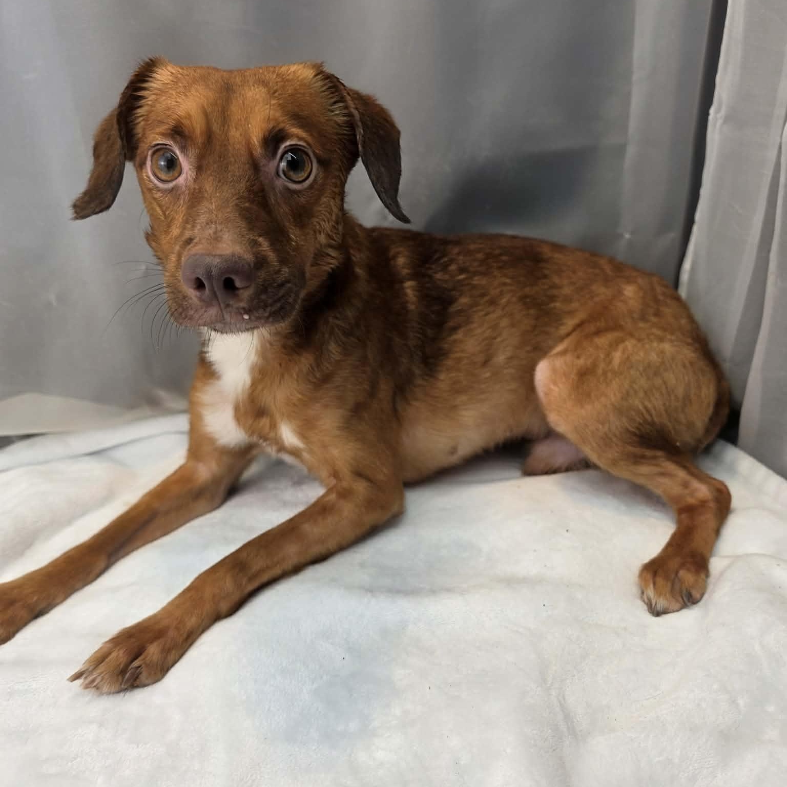 Daxon, Adoptable, Young Male Chihuahua & Jack Russell Terrier.