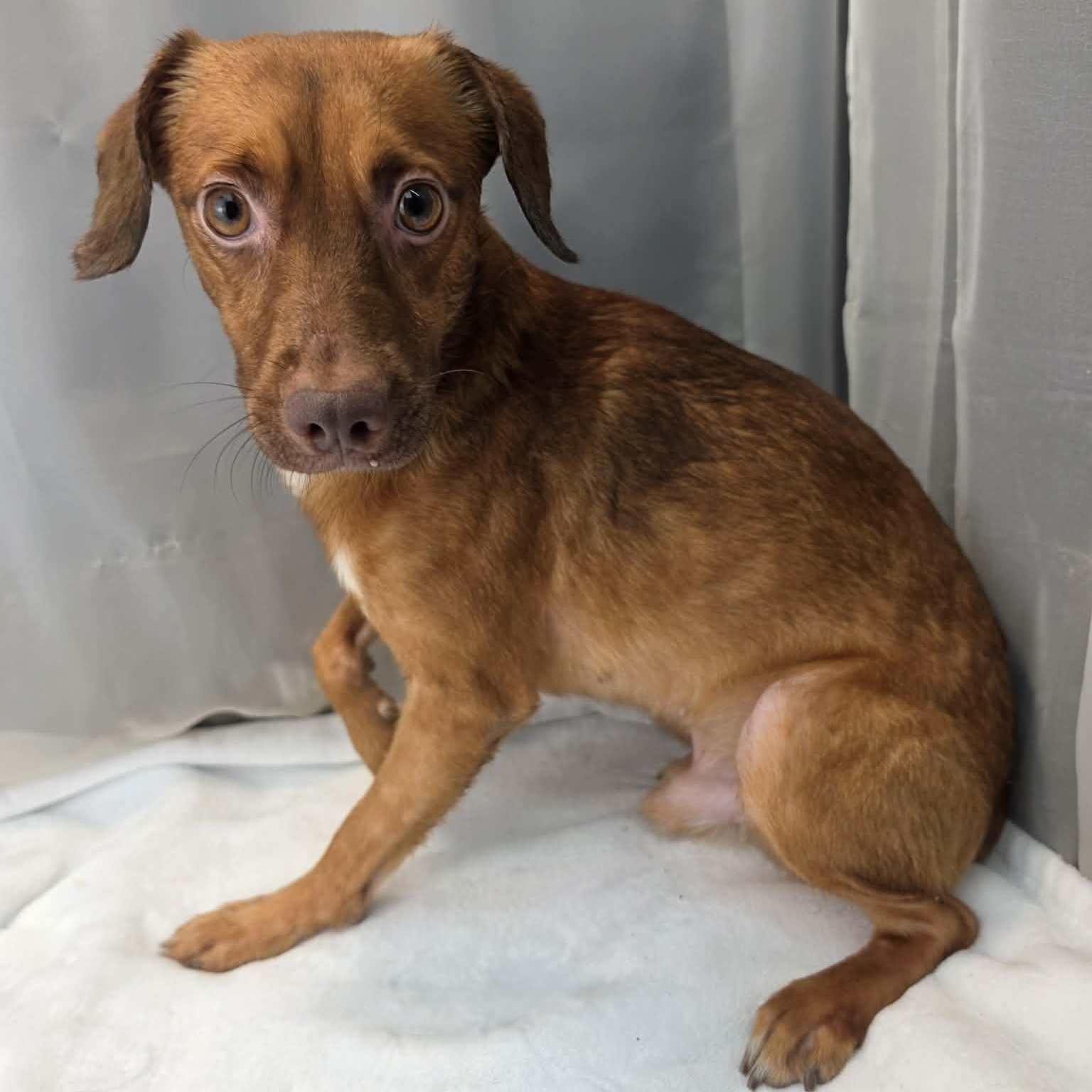 Enlarge Daxon, a Adoptable mixed breed in Jackson, MI image 2/5