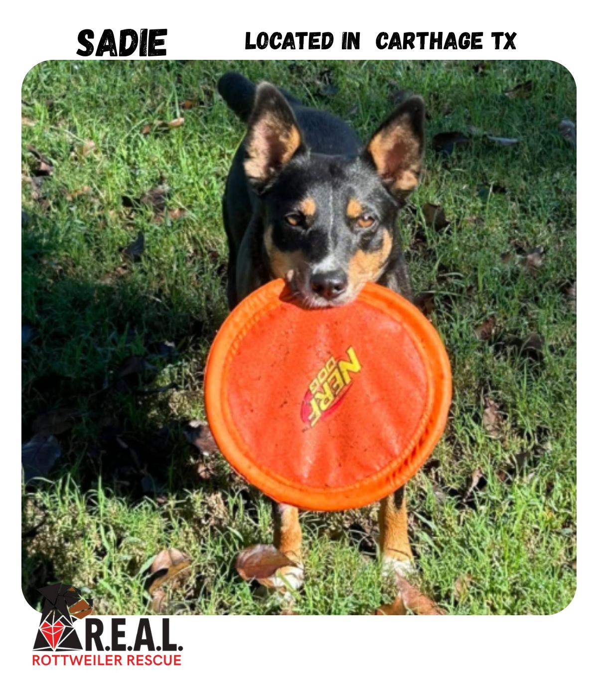 Enlarge Sadie, a Adoptable Mixed Breed in Polk, OH image 1/3