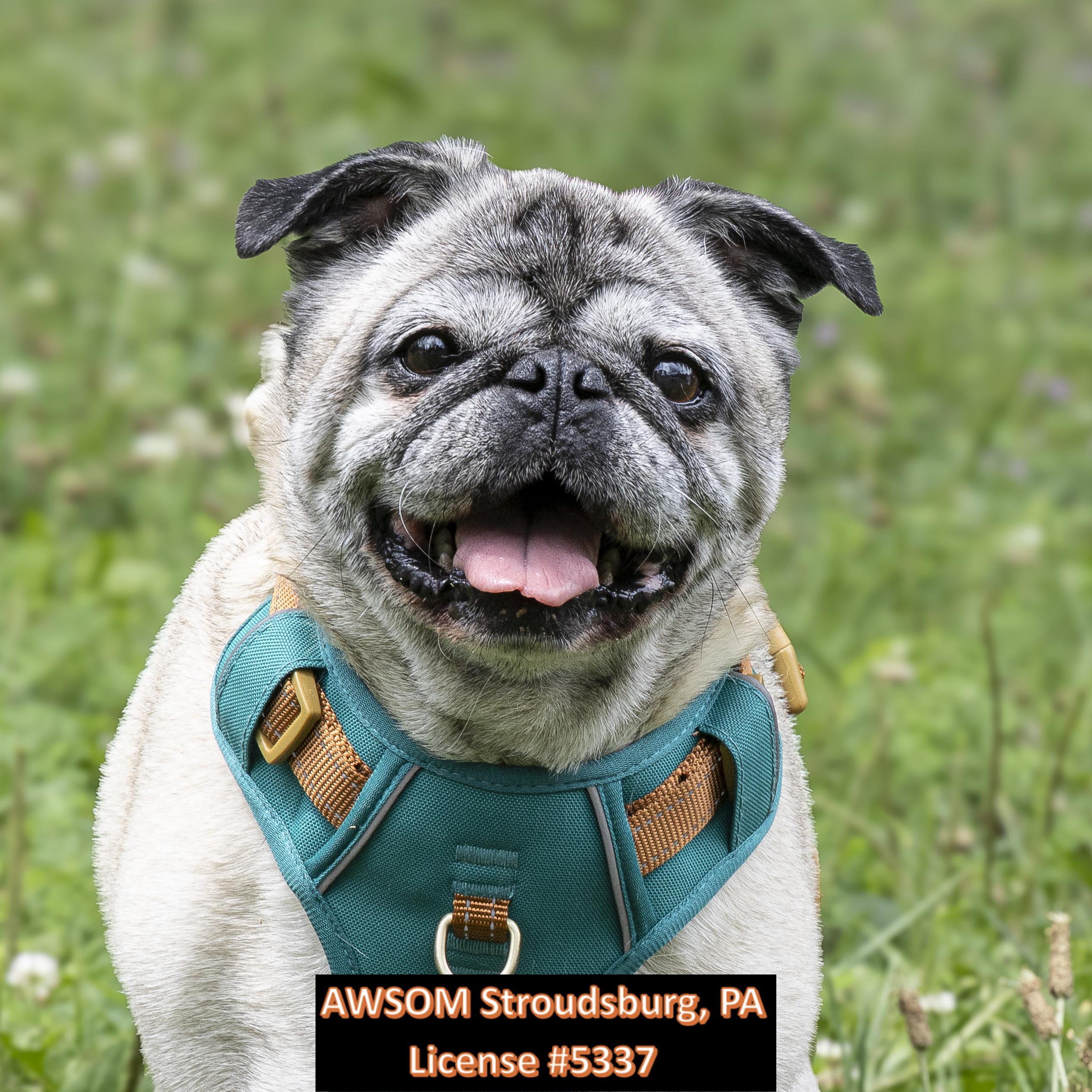 Jazzy, a Adoptable mixed breed in Stroudsburg, PA image 2/2