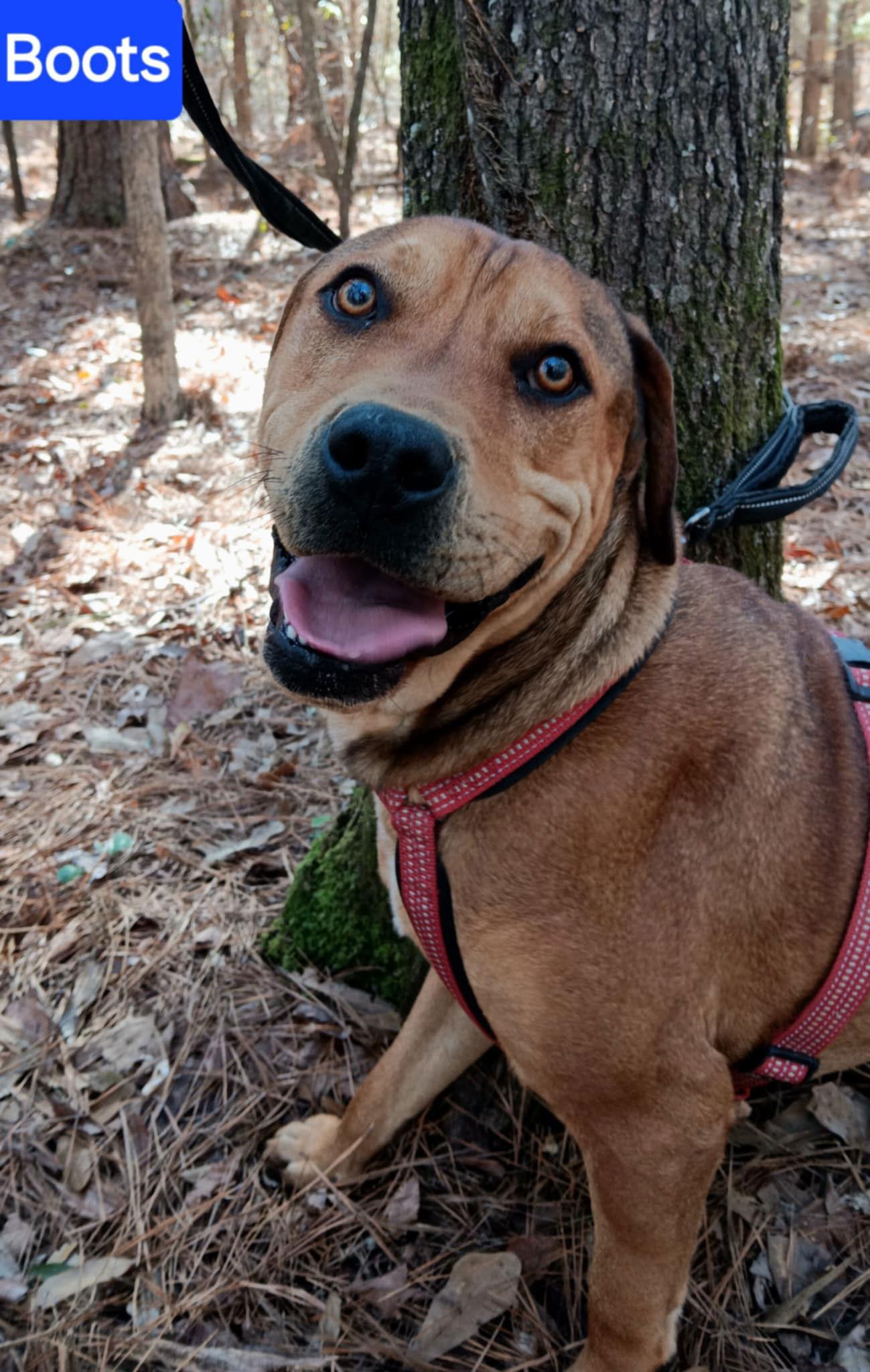 Boots, Adoptable, Young Male Rhodesian Ridgeback & Redbone Coonhound.