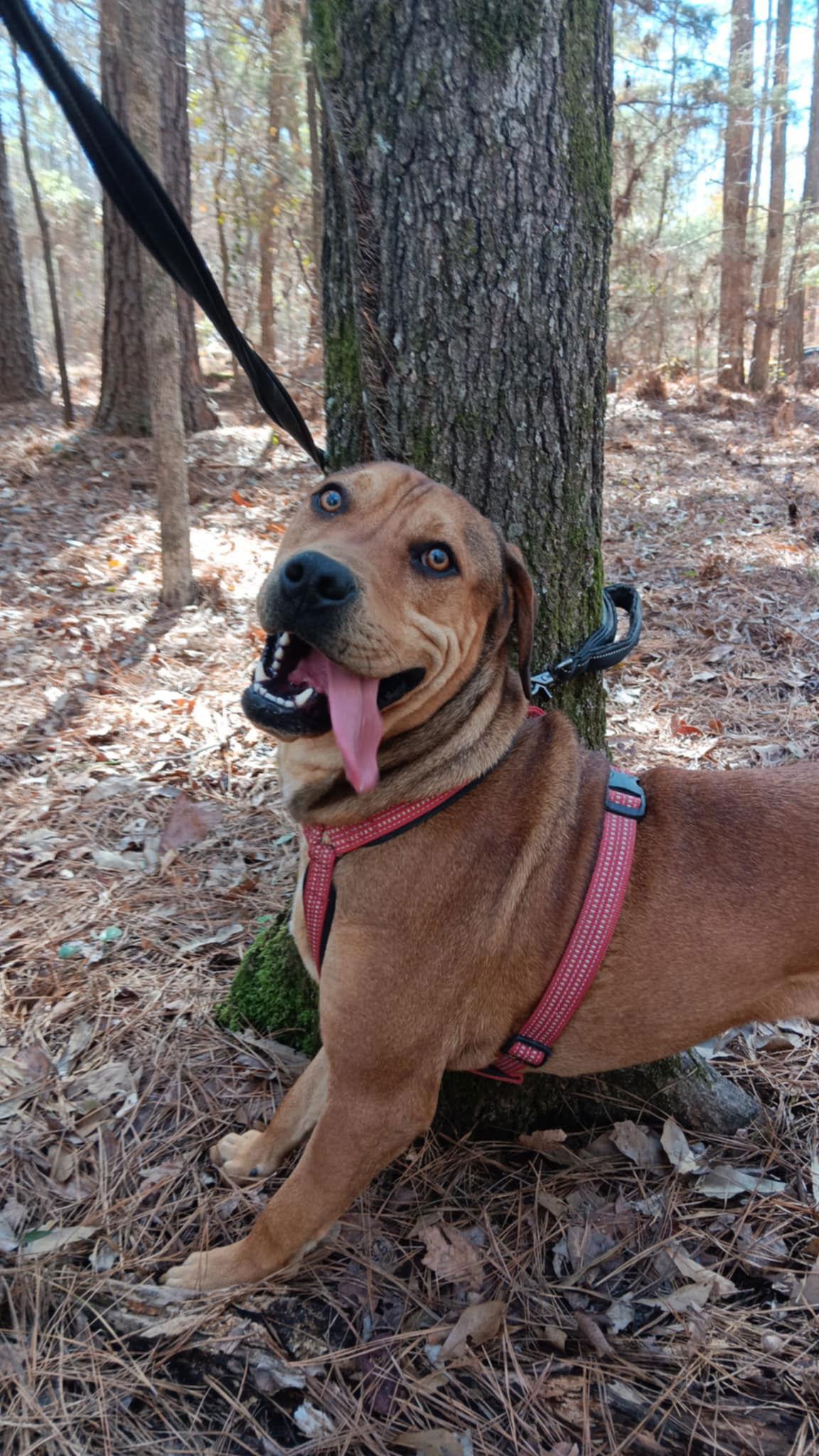 Boots, a Adoptable mixed breed in Farmerville, LA image 2/3