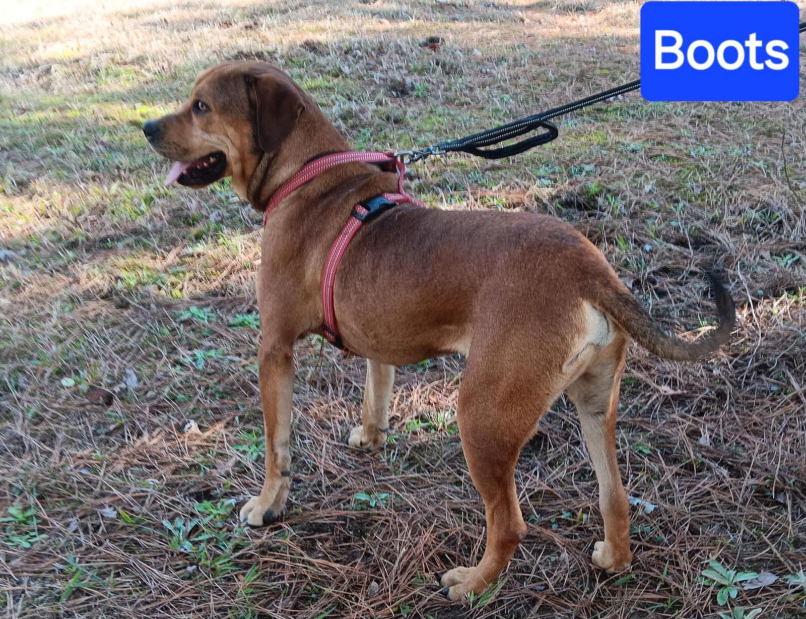 Boots, a Adoptable mixed breed in Farmerville, LA image 3/3