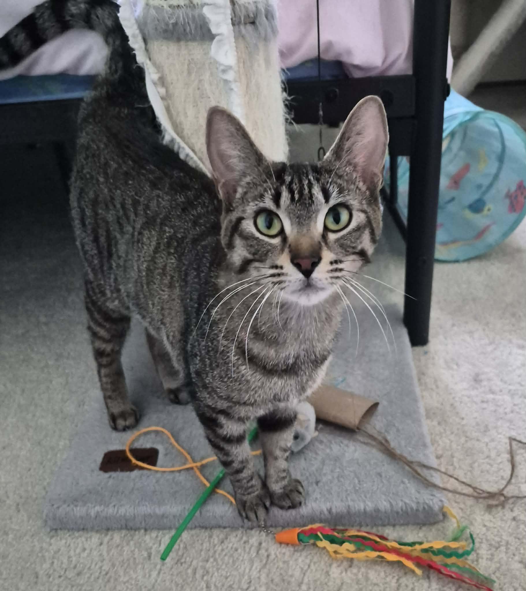 Enlarge FAITH, an adopted Tabby in Delhi, ON image 2/6