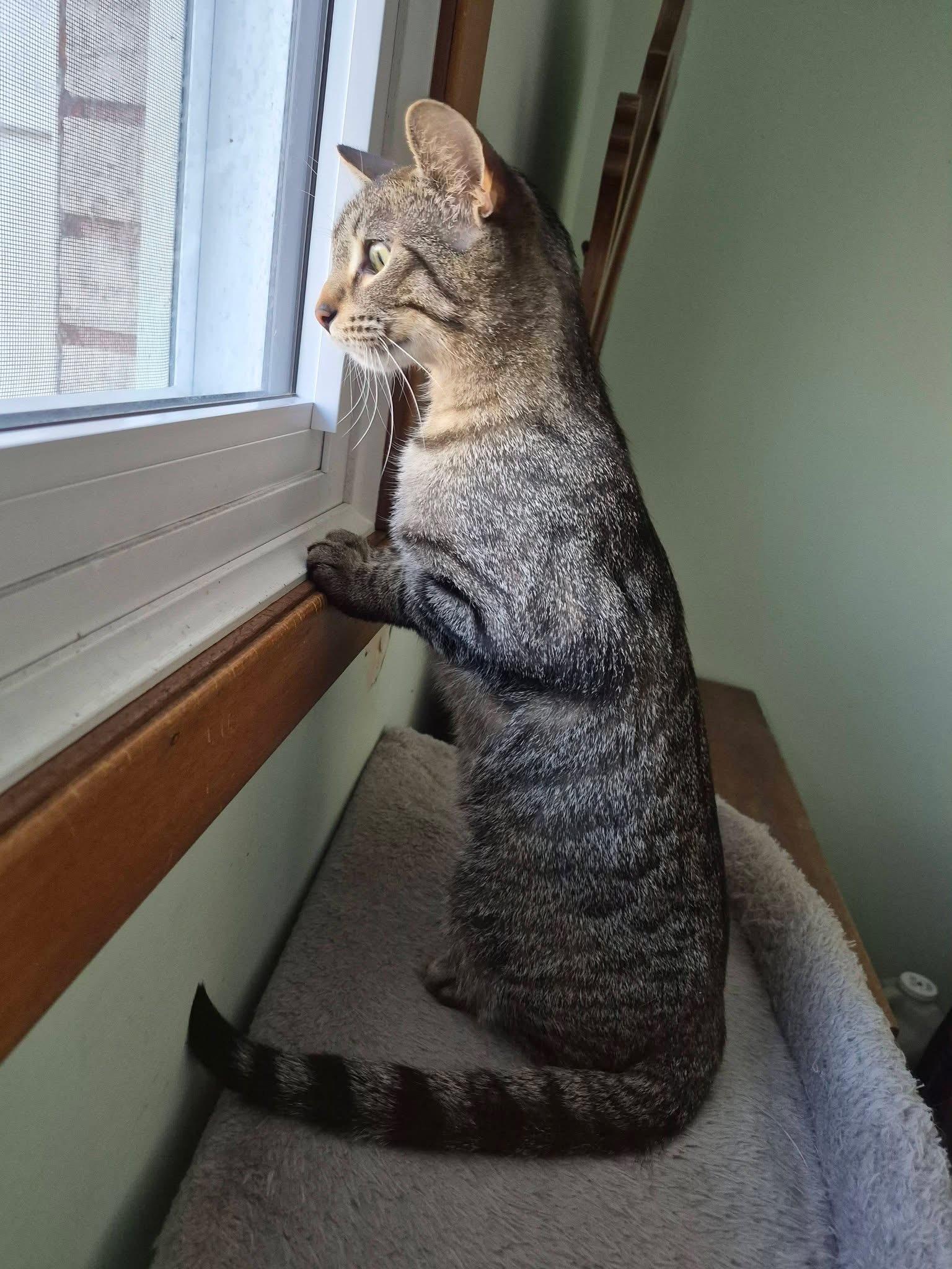 Enlarge FAITH, an adopted Tabby in Delhi, ON image 5/6