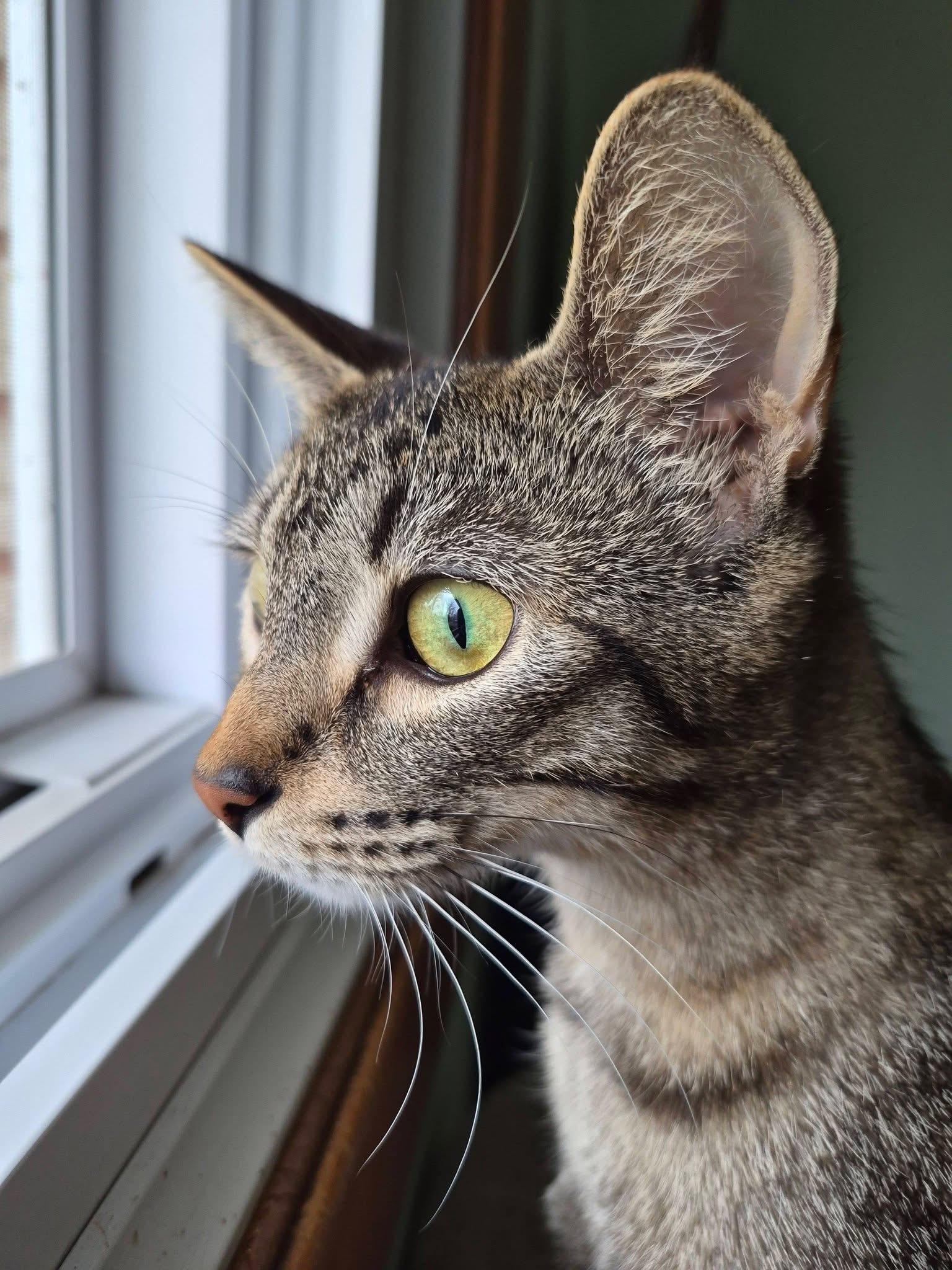 Enlarge FAITH, an adopted Tabby in Delhi, ON image 3/6