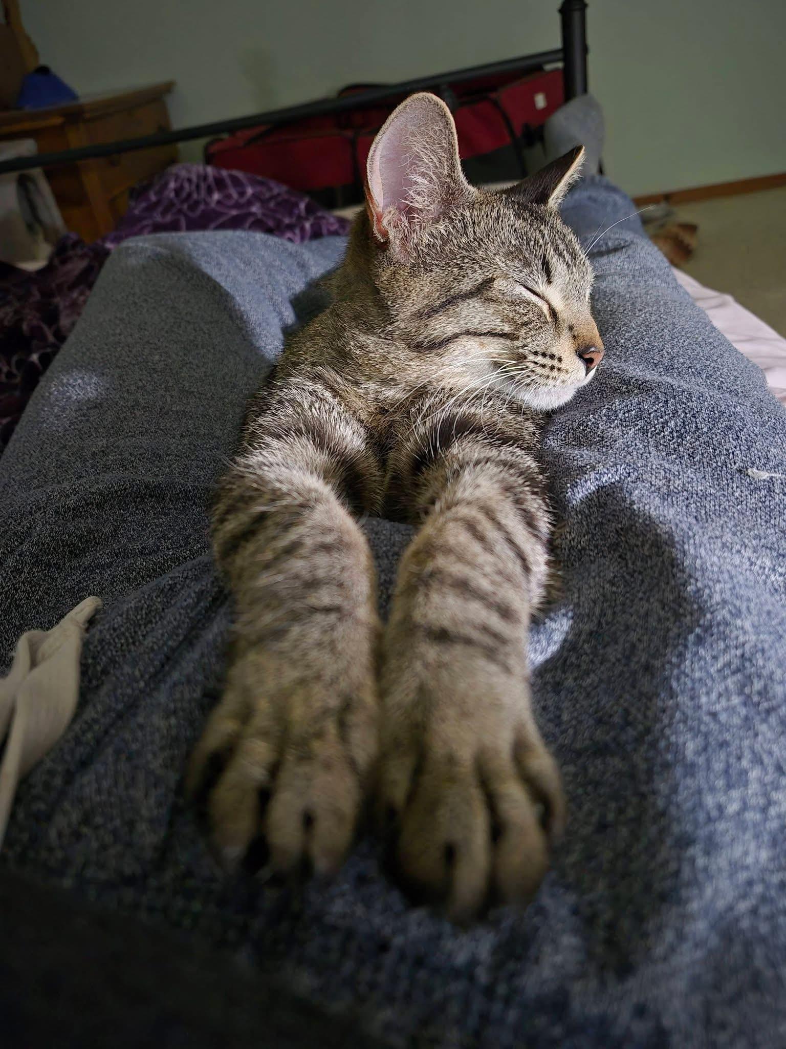 Enlarge FAITH, an adopted Tabby in Delhi, ON image 4/6