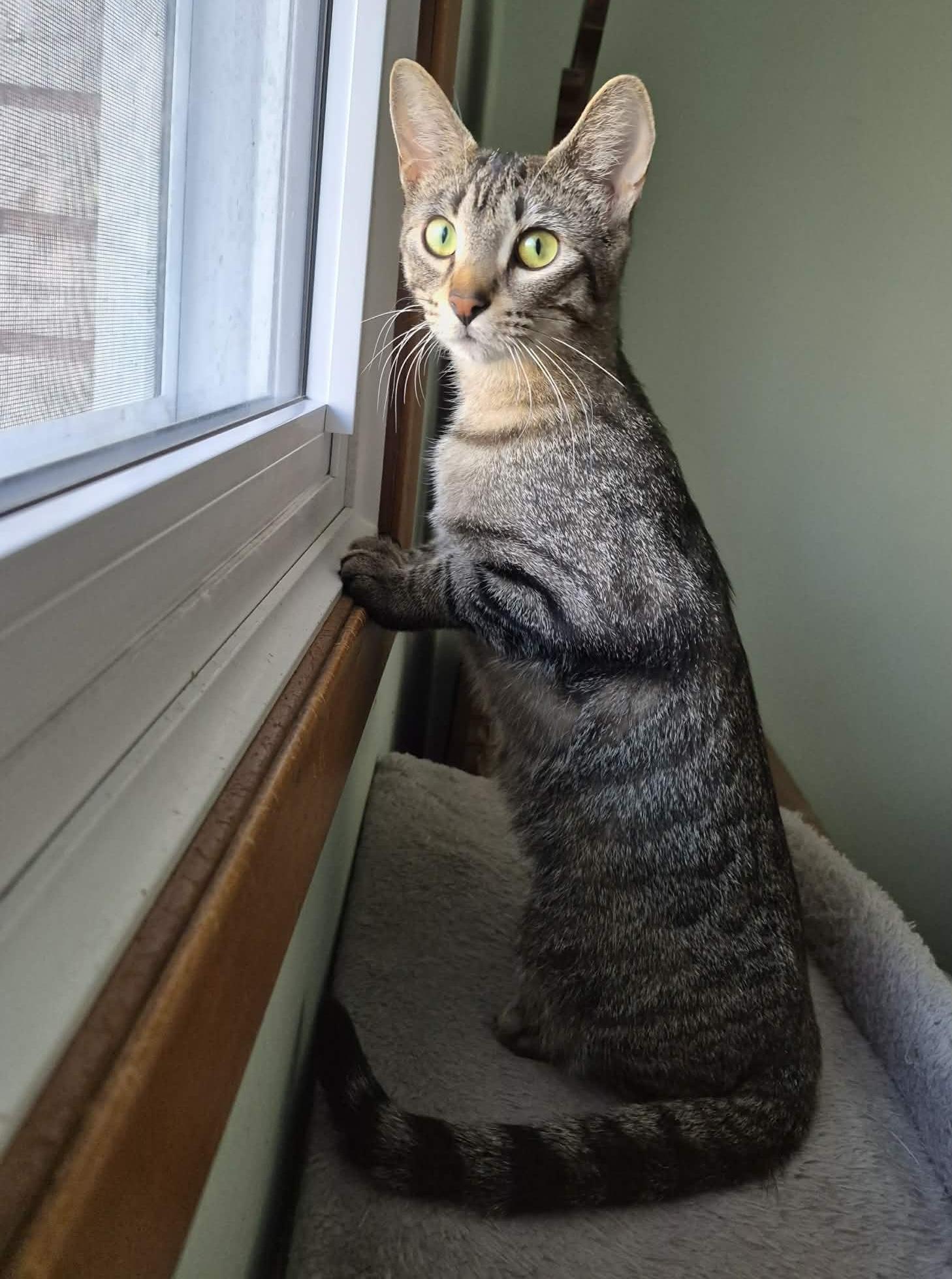 Enlarge FAITH, an adopted Tabby in Delhi, ON image 6/6