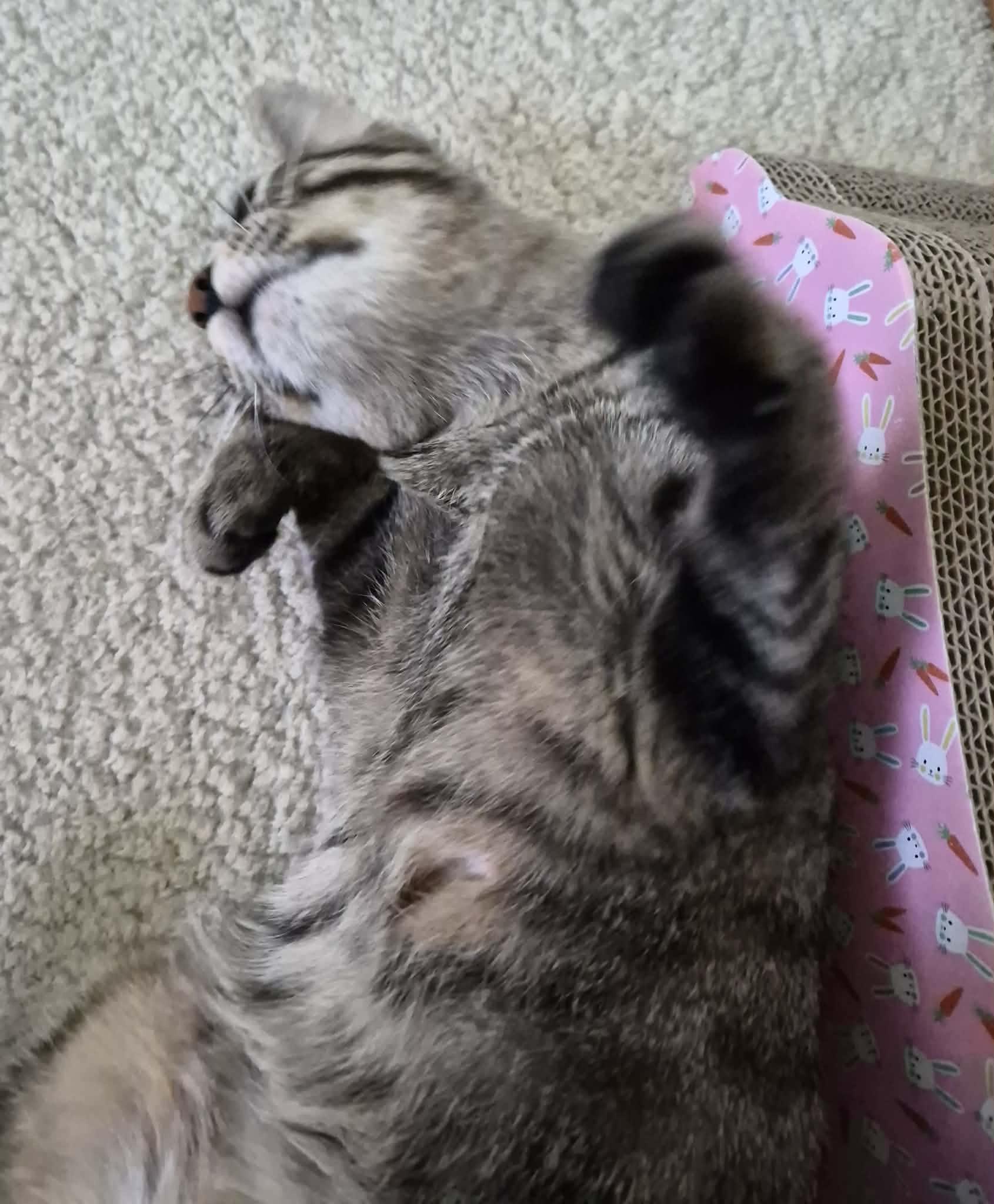 FAITH, adopted, Adult Female Tabby.