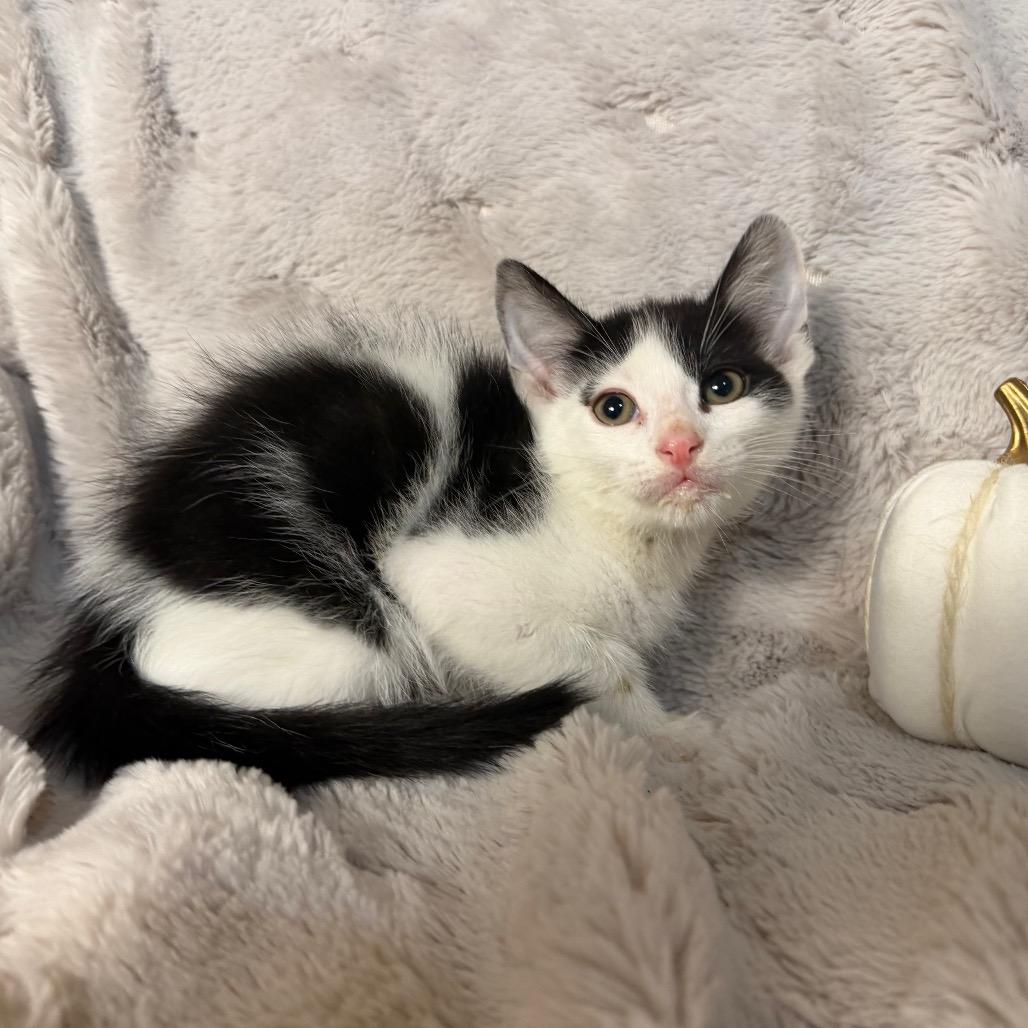 Grogu, Adoptable, Kitten Male Domestic Medium Hair.