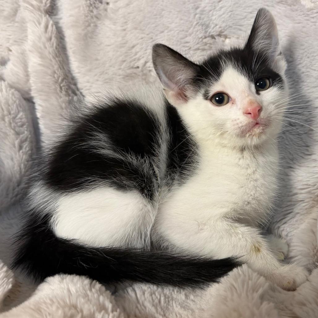 Enlarge Grogu, a Adoptable Domestic Medium Hair in Flower Mound, TX image 2/2