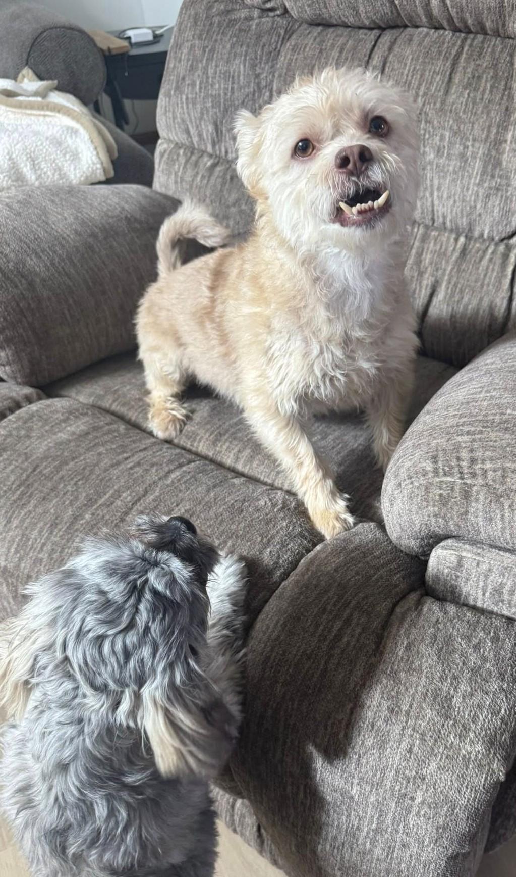 Enlarge MILOE, an adopted mixed breed in Westmont, IL image 3/6