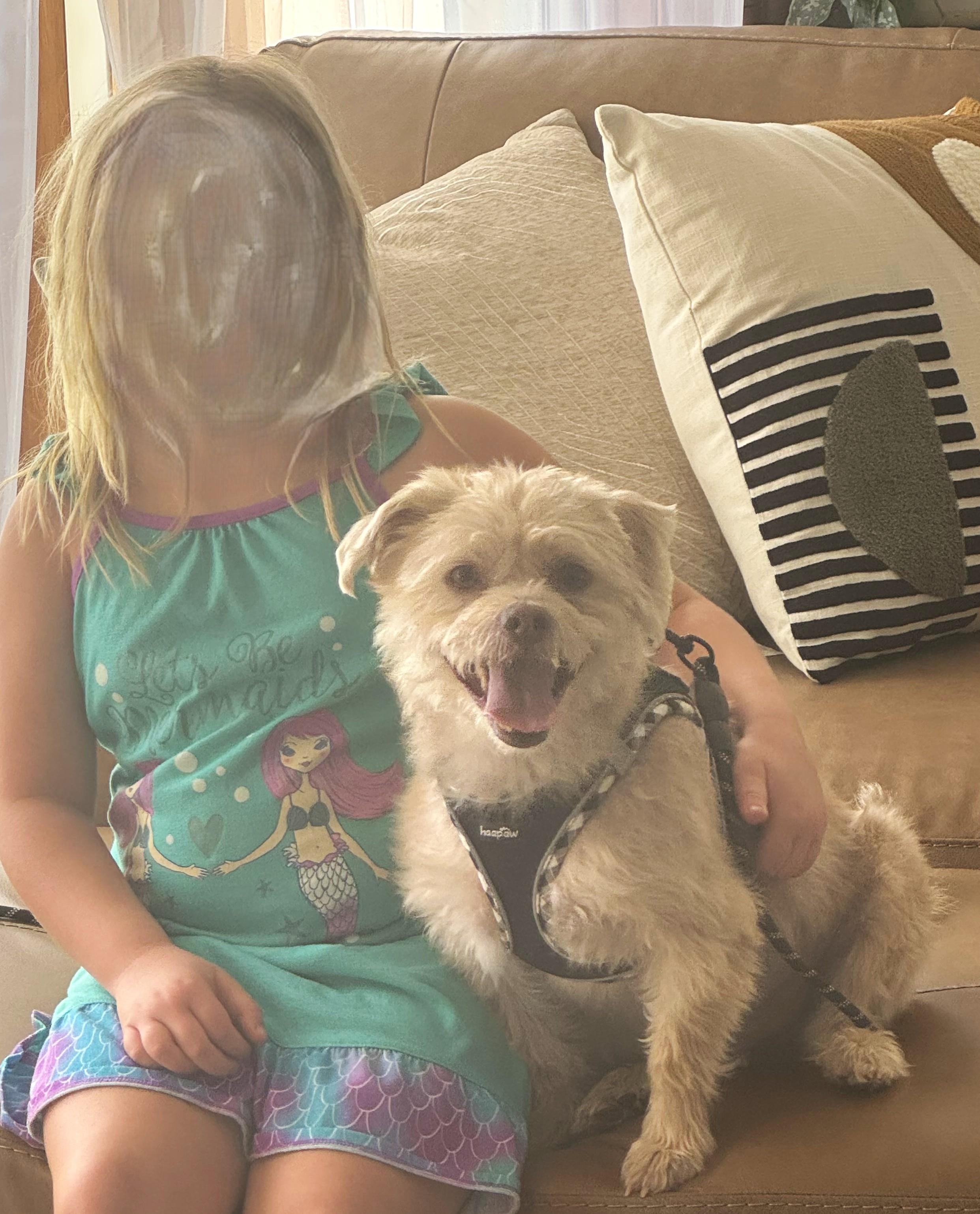 Enlarge MILOE, an adopted mixed breed in Westmont, IL image 4/6