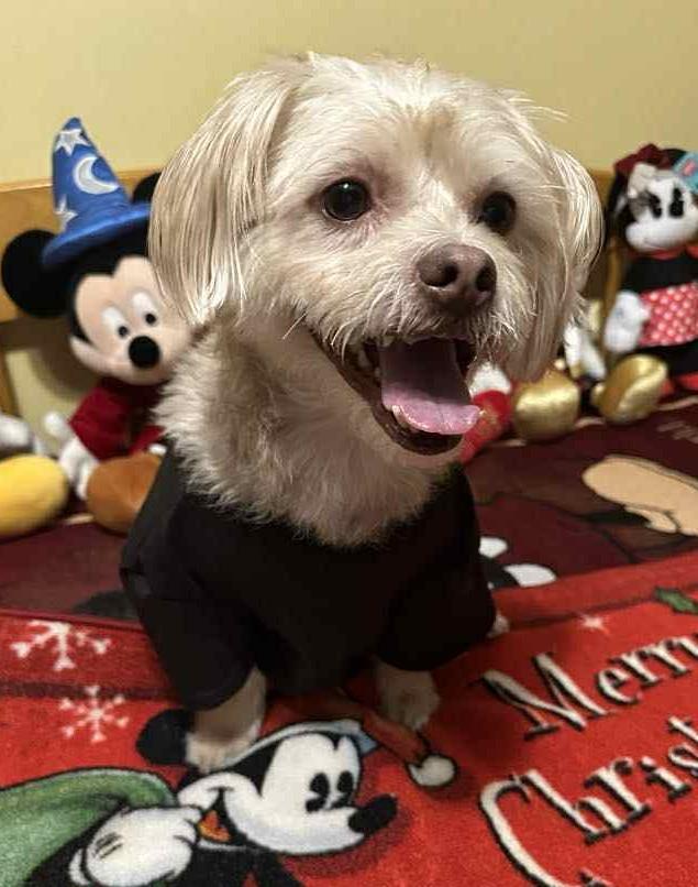 Enlarge MILOE, an adopted mixed breed in Westmont, IL image 6/6