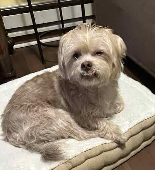 MILOE, Adoptable, Adult Male Shih Tzu.