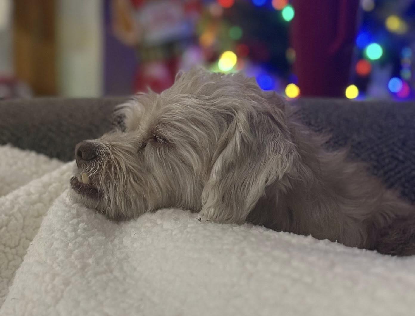 Enlarge MILOE, an adopted mixed breed in Westmont, IL image 5/6