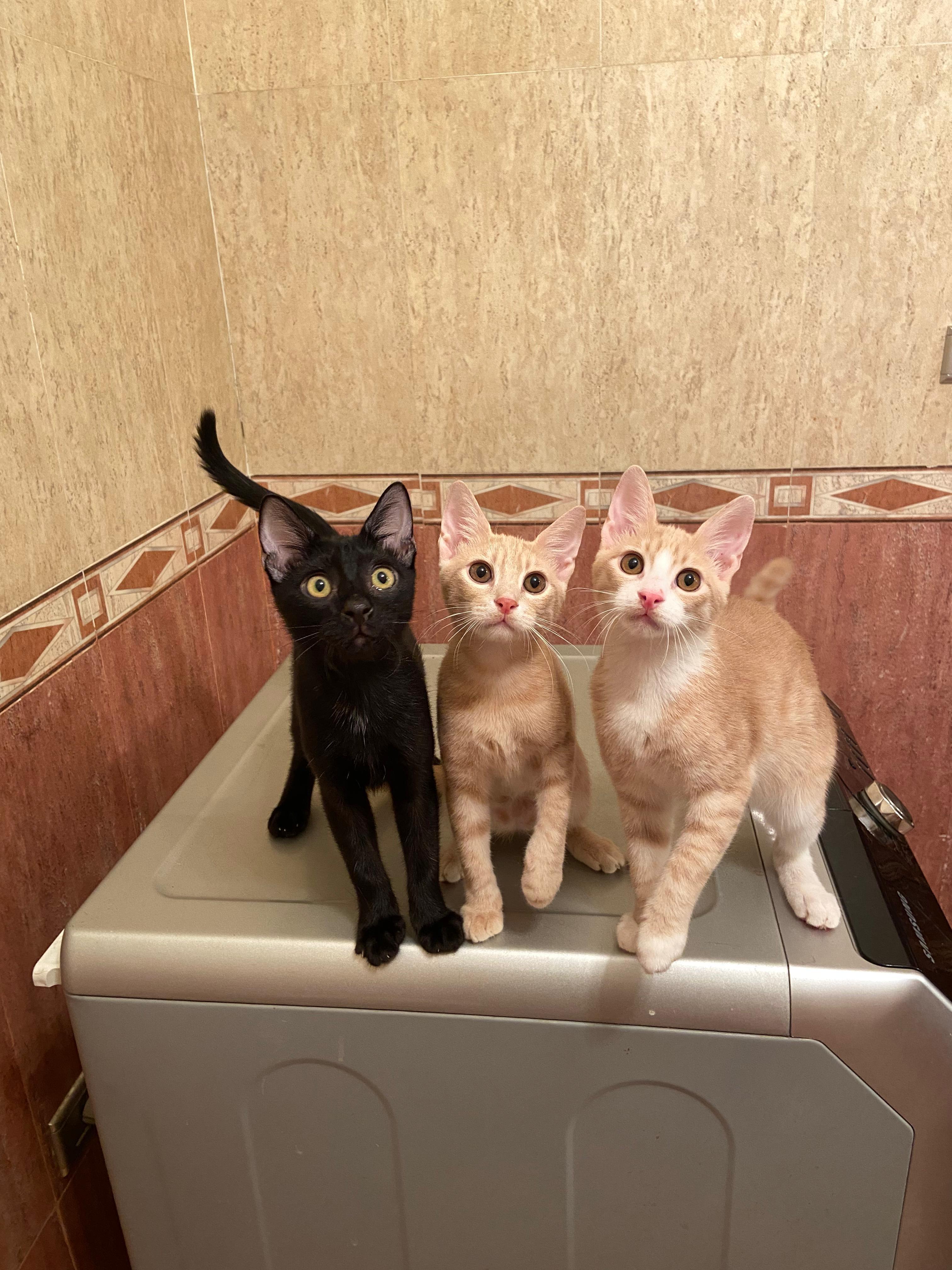Onyx, Bebo, Nemo