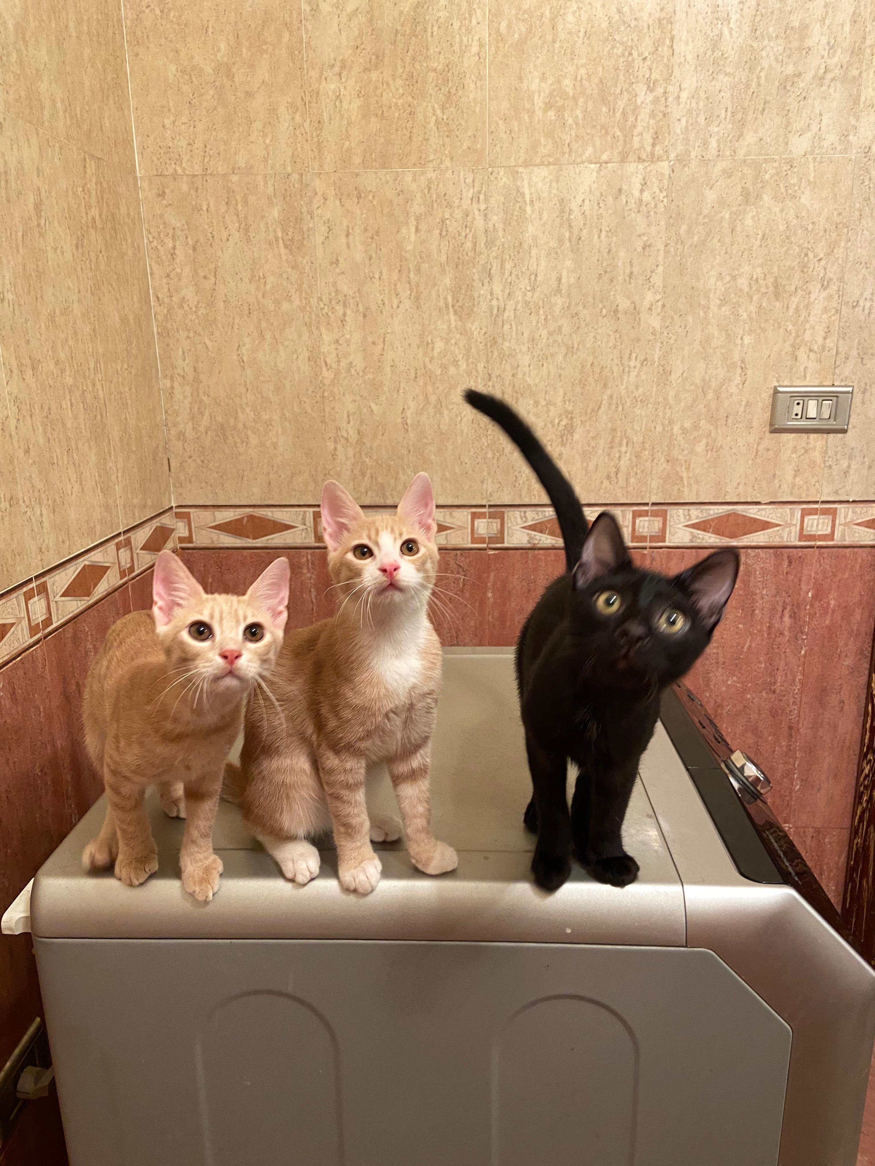 Onyx, Bebo, Nemo