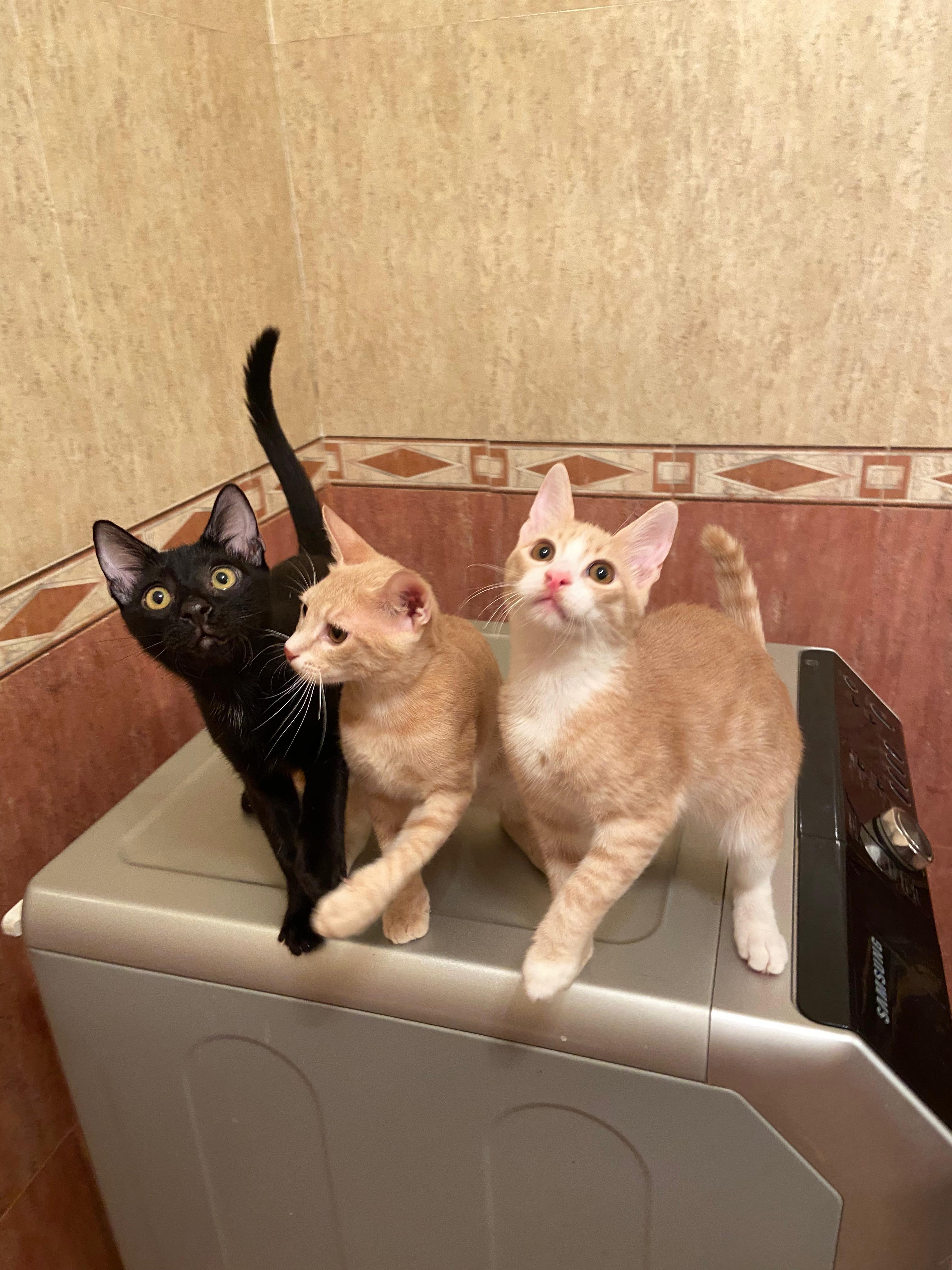 Onyx, Bebo, Nemo