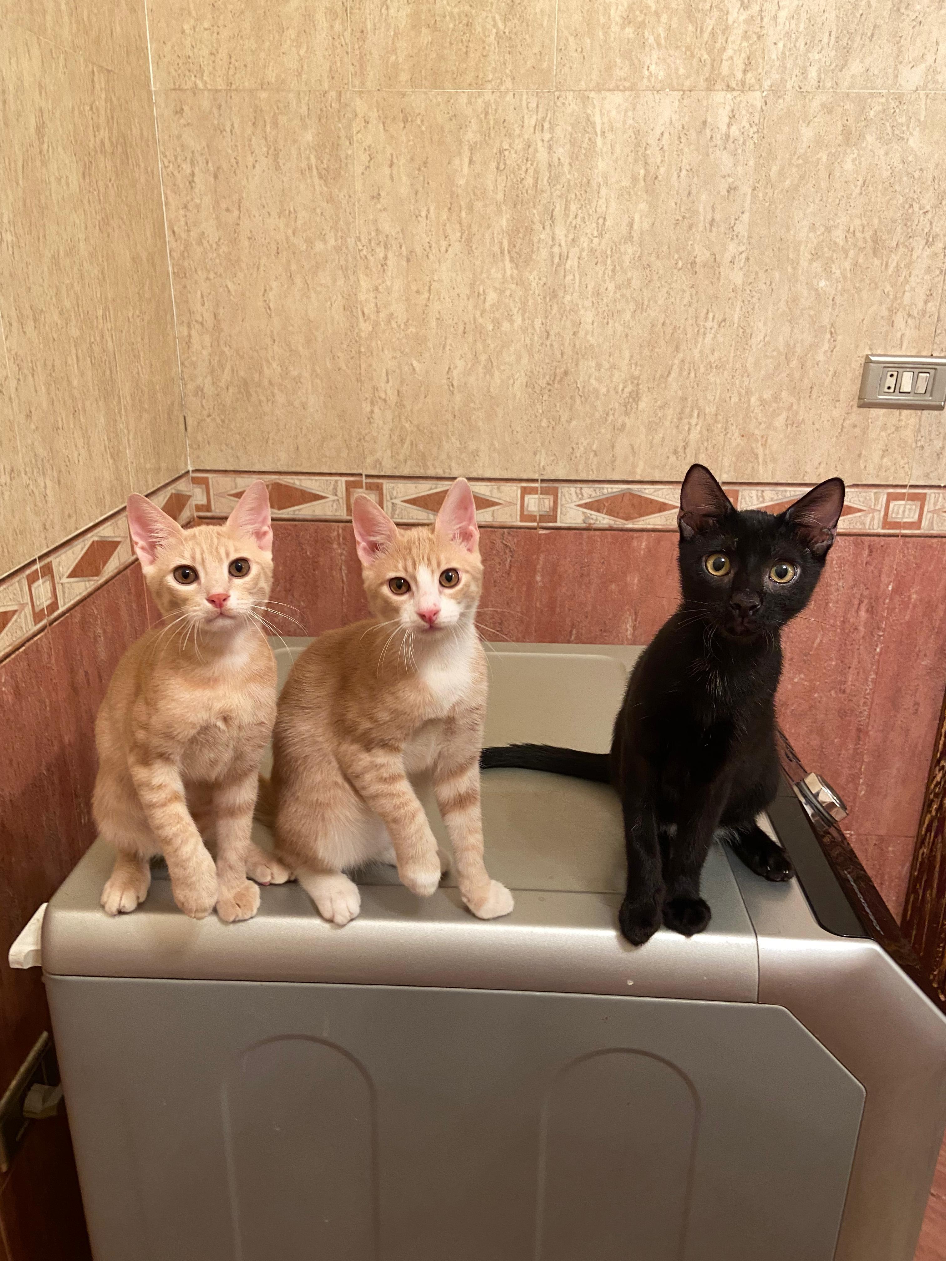 Onyx, Bebo, Nemo