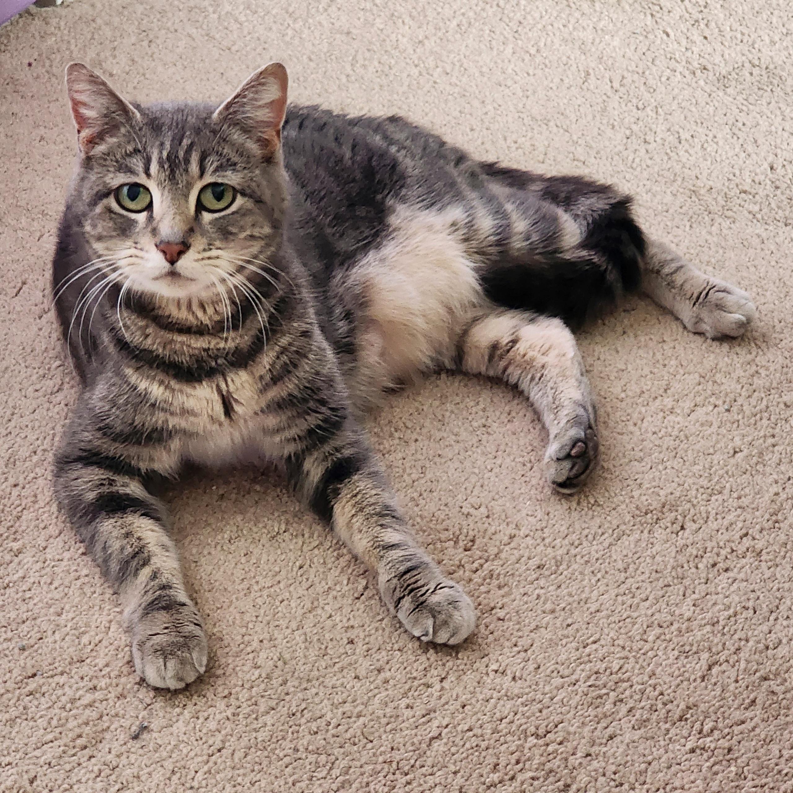 Peppa Tabby Cat