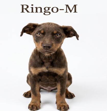 Enlarge Ringo, a Adoptable mixed breed in Guntersville, AL image 1/1
