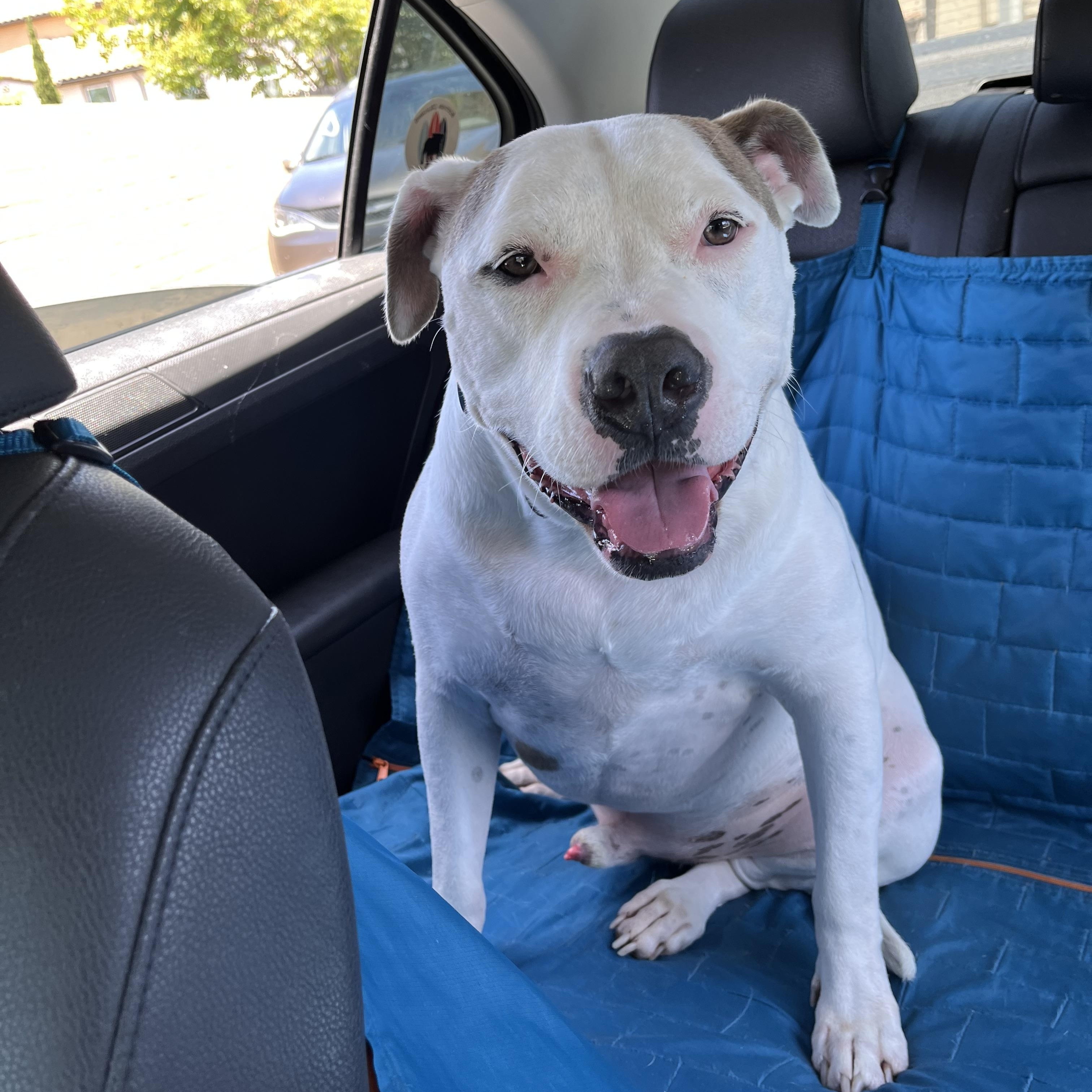 Enlarge Petey, an adoptable American Staffordshire Terrier in Portland, CA image 1/6