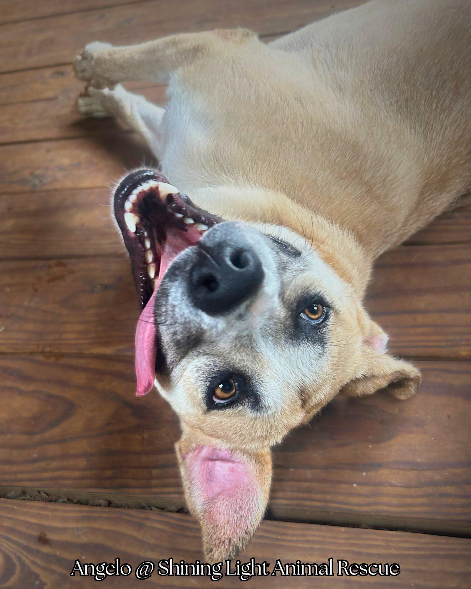 Enlarge Angelo (Transport Available), a Adoptable mixed breed in Royalton, IL image 2/5