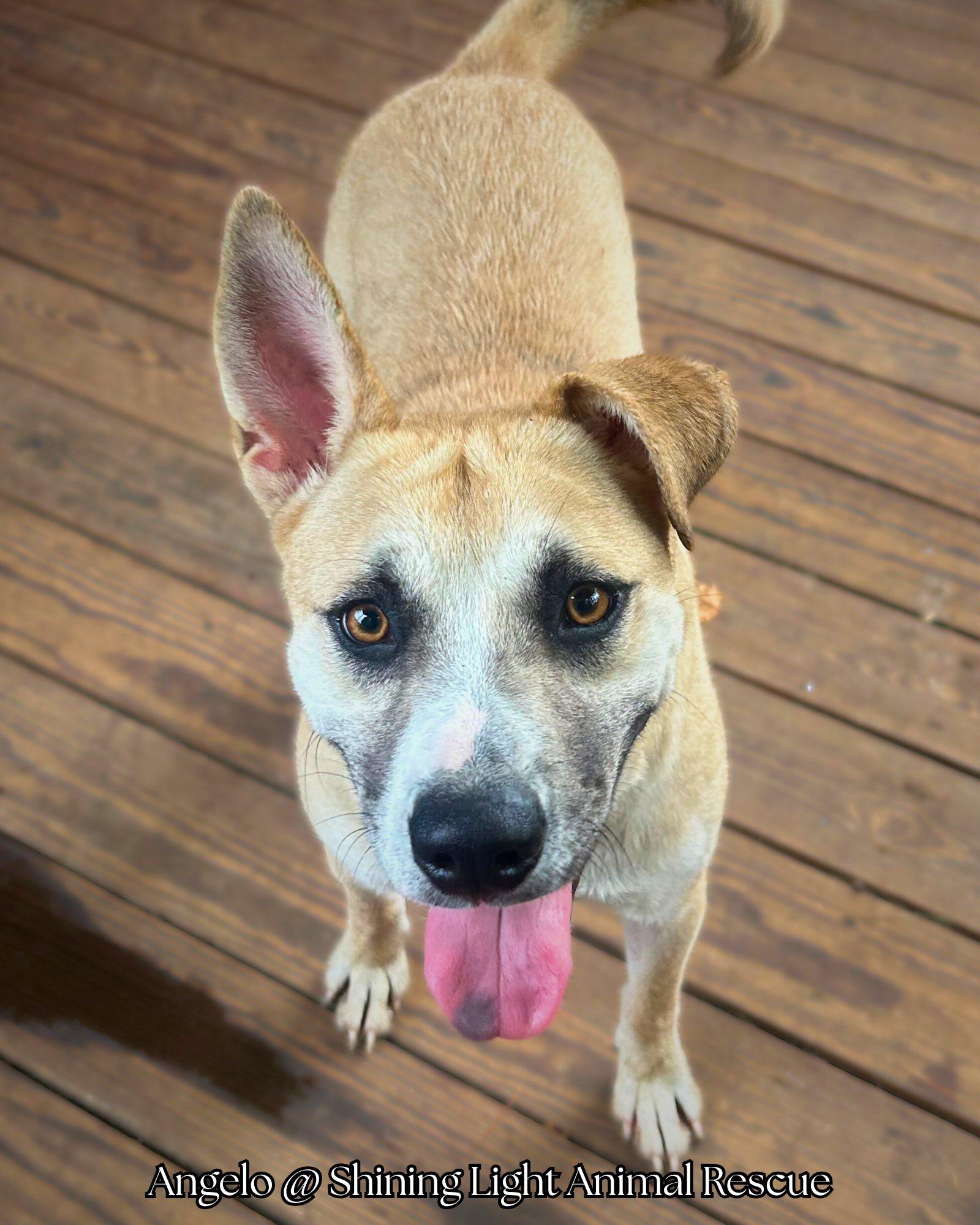 Enlarge Angelo (Transport Available), a Adoptable mixed breed in Royalton, IL image 3/5