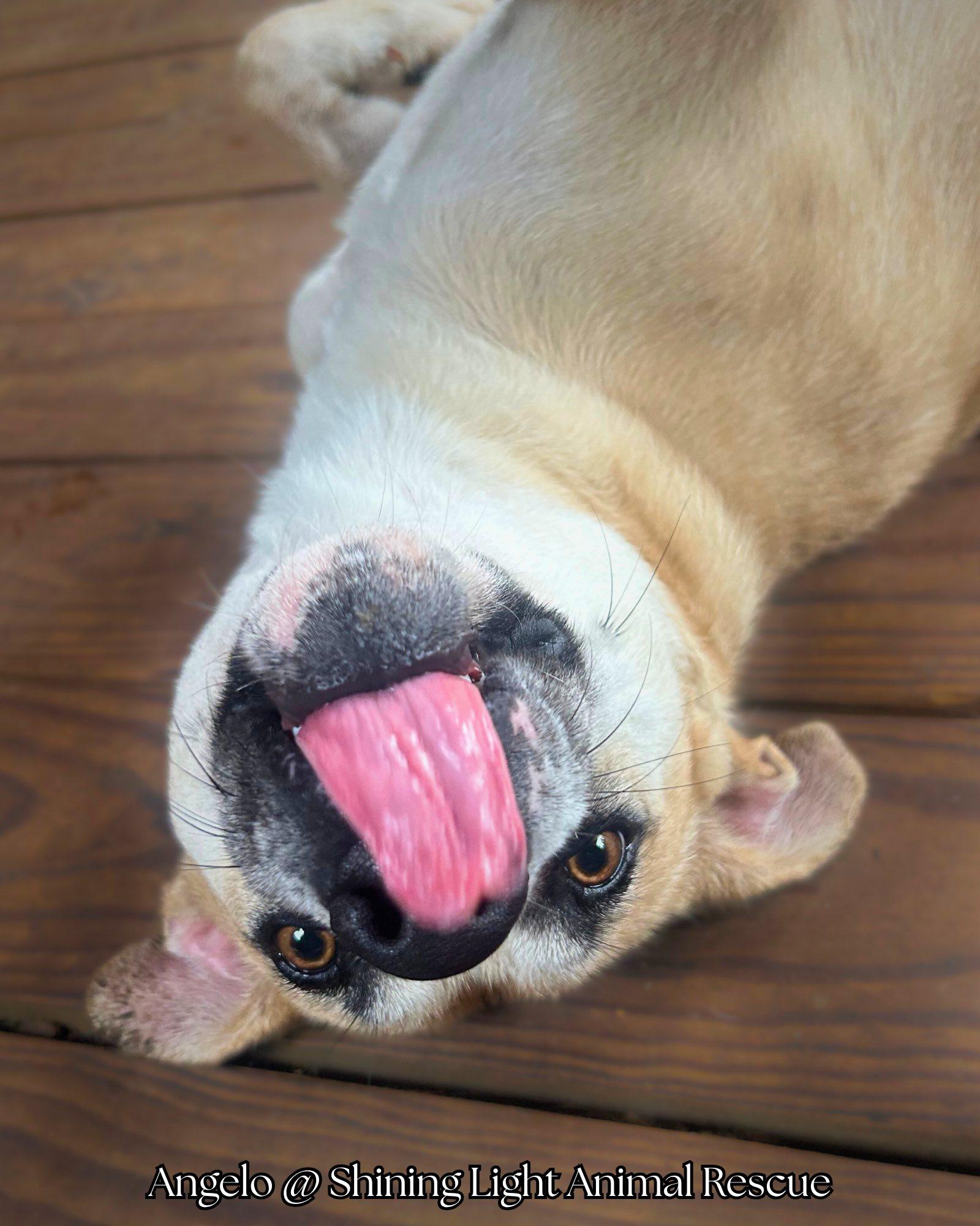 Enlarge Angelo (Transport Available), a Adoptable mixed breed in Royalton, IL image 4/5