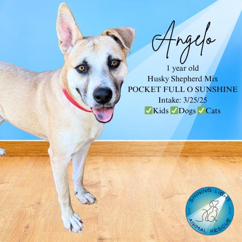 Angelo (Transport Available), Adoptable, Young Male German Shepherd Dog & Husky.