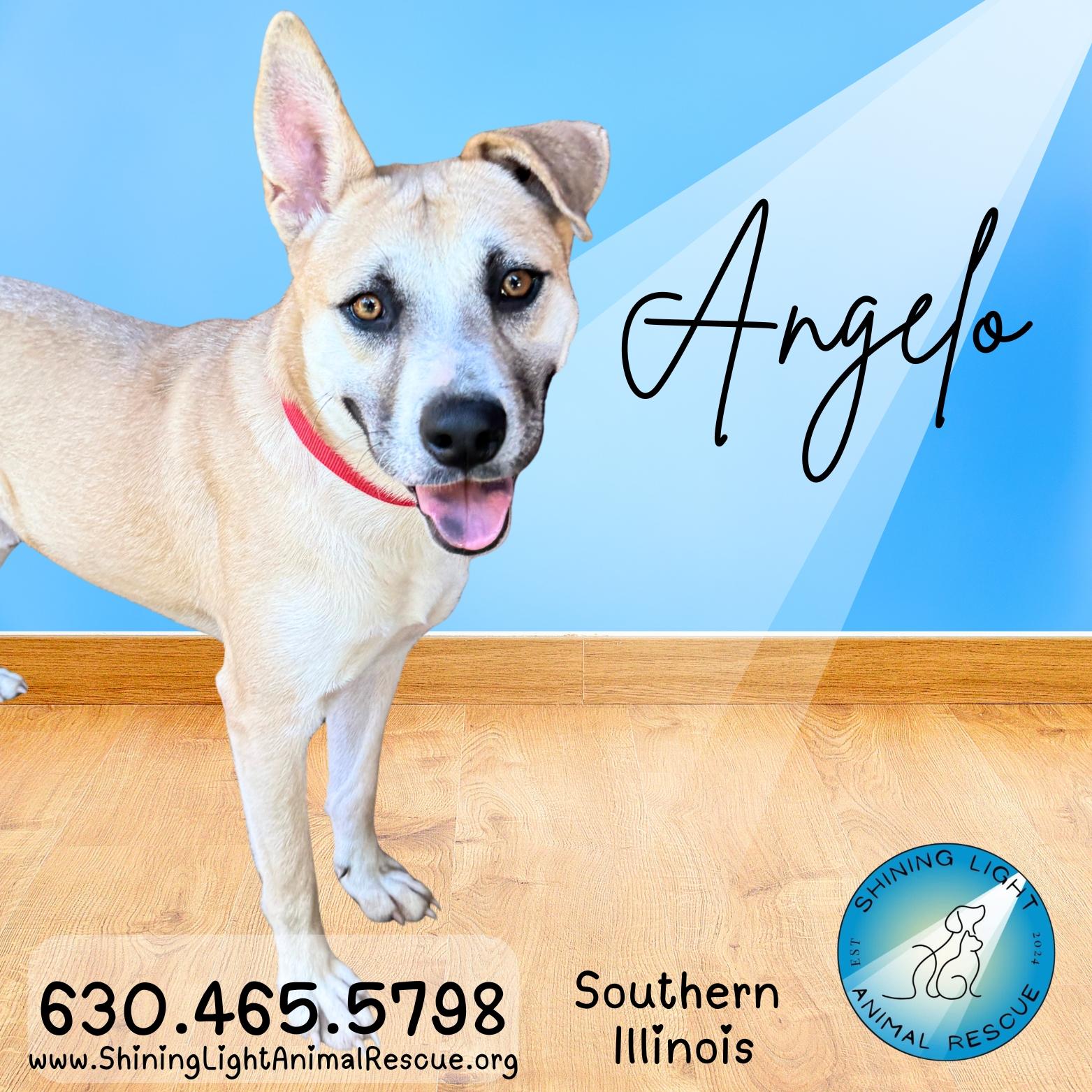 Enlarge Angelo, a Adoptable mixed breed in Royalton, IL image 1/6