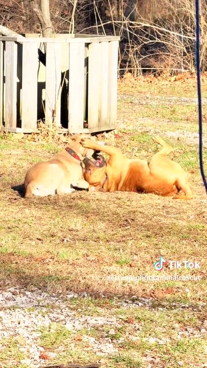 Enlarge Angelo (Transport Available), a Adoptable mixed breed in Royalton, IL video 2/5