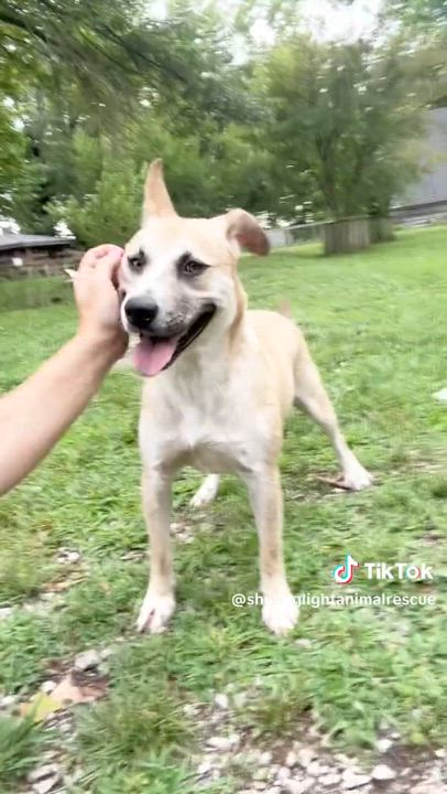 Enlarge Angelo (Transport Available), a Adoptable mixed breed in Royalton, IL video 5/5