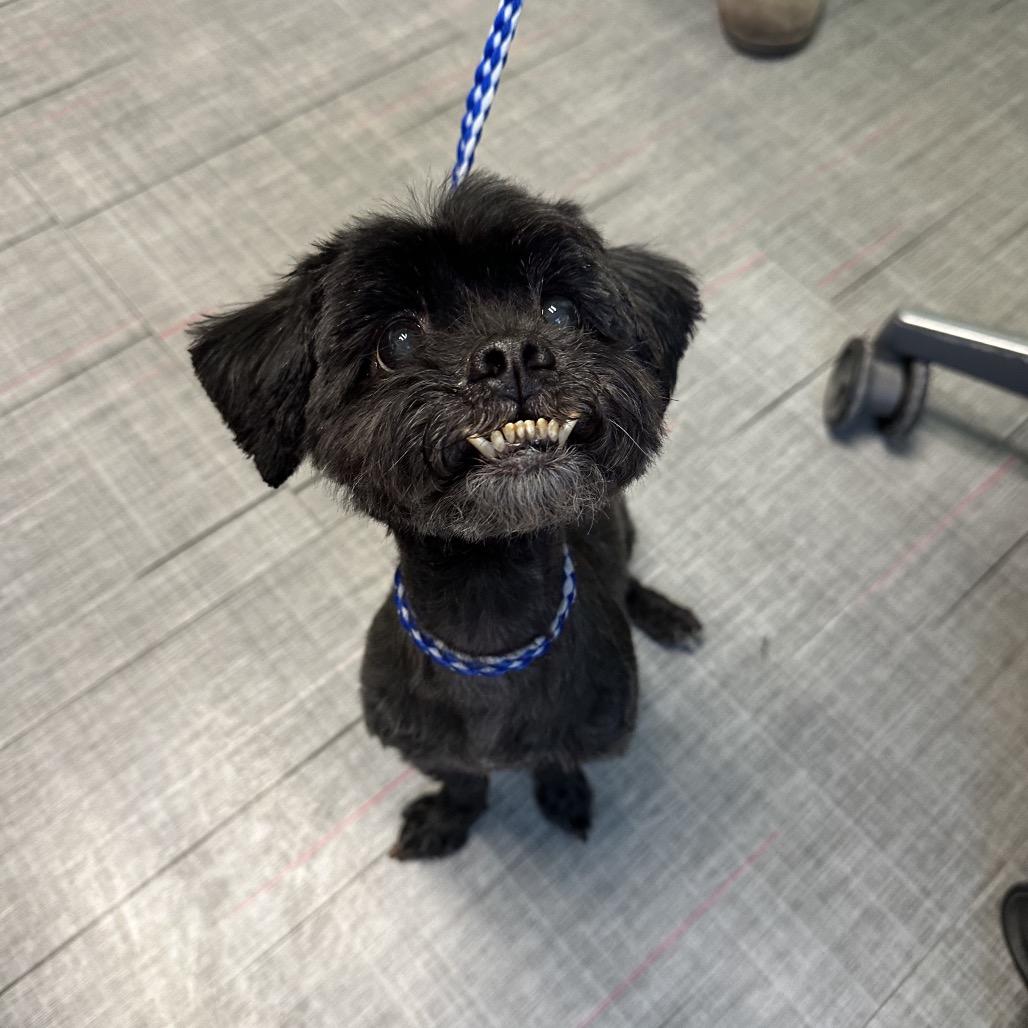 Roz, Adoptable, Senior Female Mixed Breed.