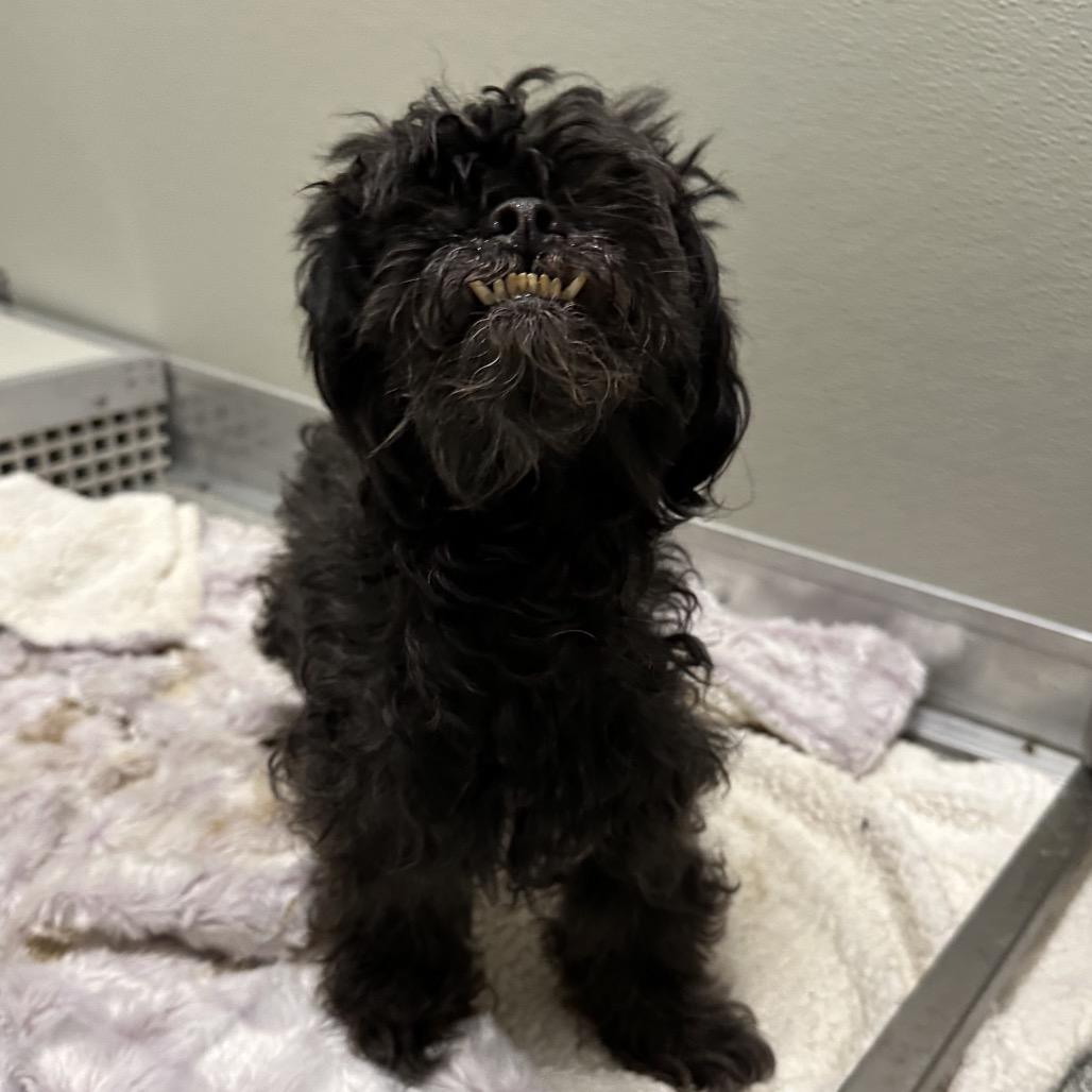 Enlarge Roz, a Adoptable Mixed Breed in Hinsdale, IL image 2/2