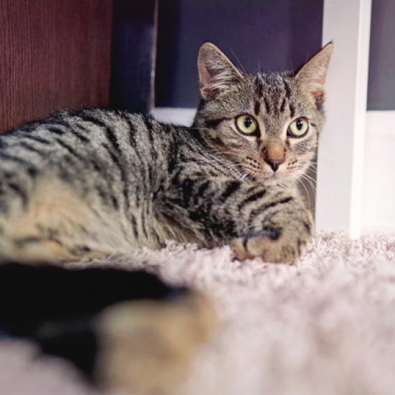 Enlarge Babs, a Adoptable Domestic Short Hair in St. Louis, MO image 1/6