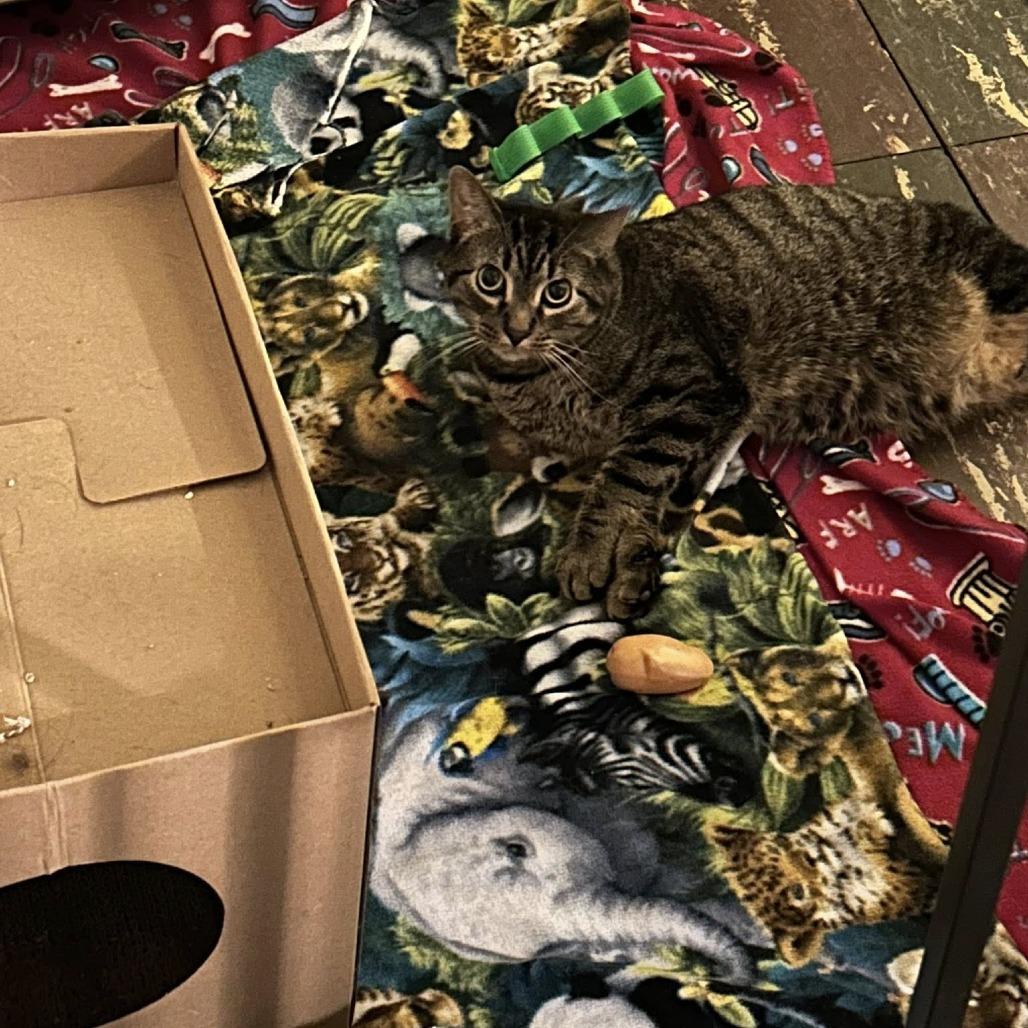 Enlarge Babs, a Adoptable Domestic Short Hair in St. Louis, MO image 2/6