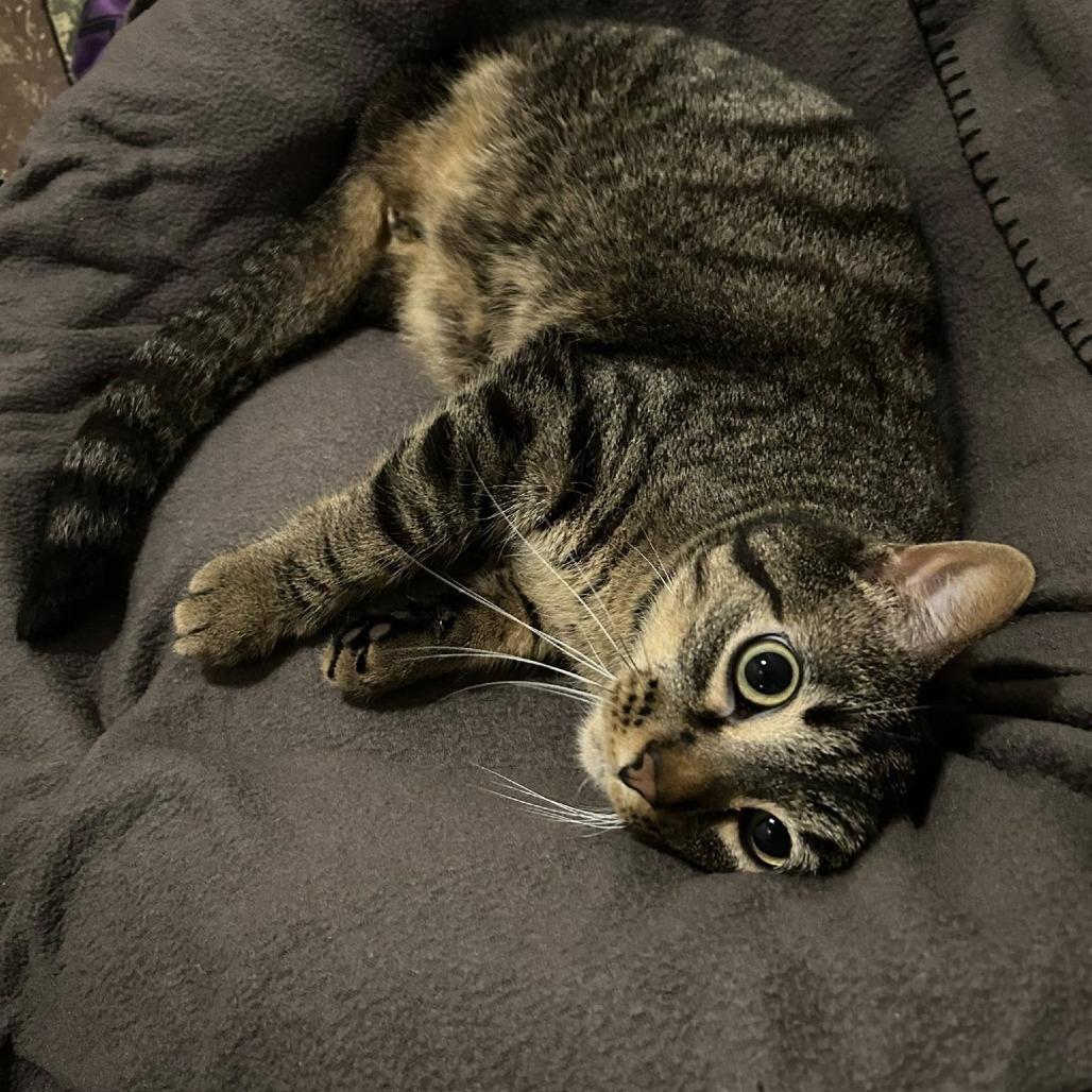 Enlarge Babs, a Adoptable Domestic Short Hair in St. Louis, MO image 3/6