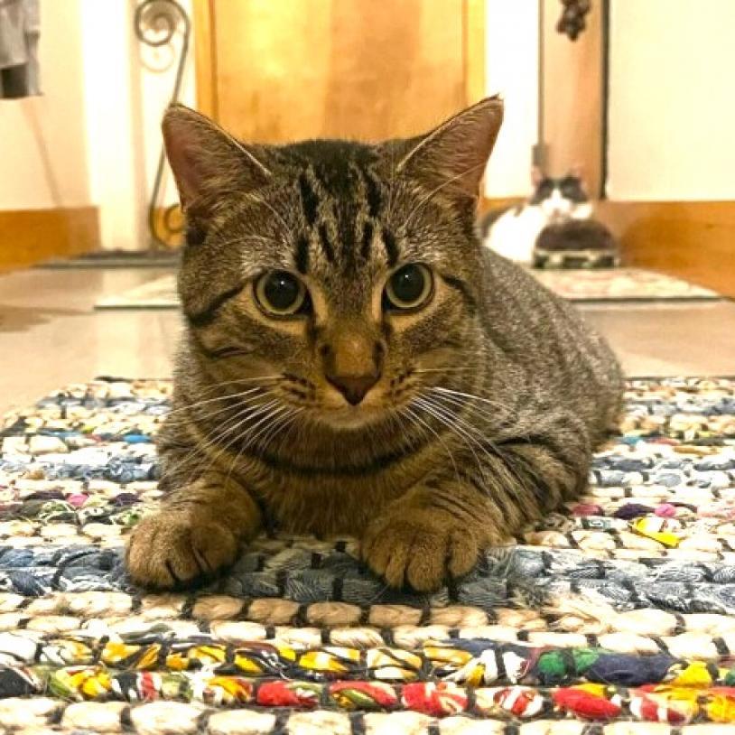 Enlarge Babs, a Adoptable Domestic Short Hair in St. Louis, MO image 4/6