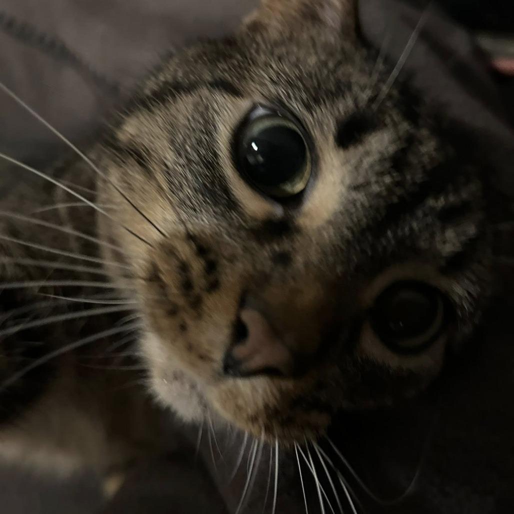 Enlarge Babs, a Adoptable Domestic Short Hair in St. Louis, MO image 5/6