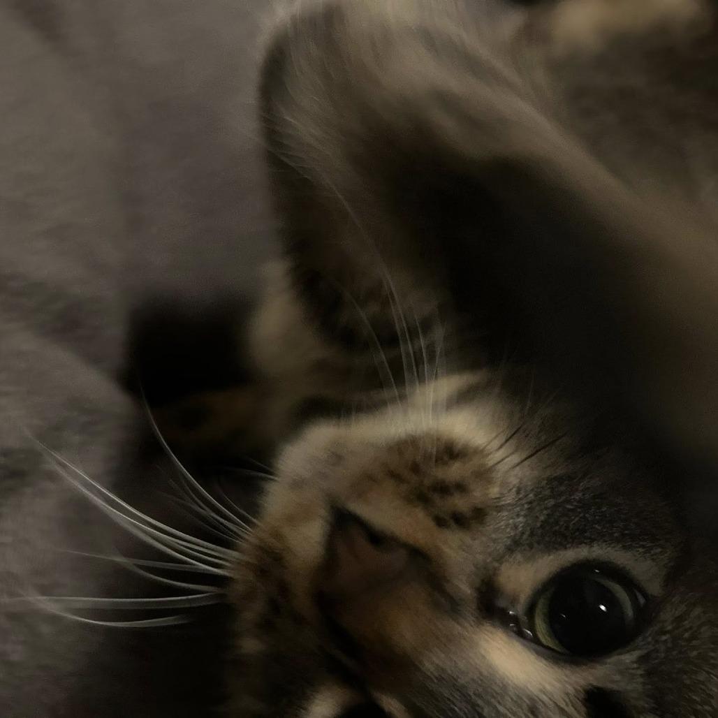 Enlarge Babs, a Adoptable Domestic Short Hair in St. Louis, MO image 6/6