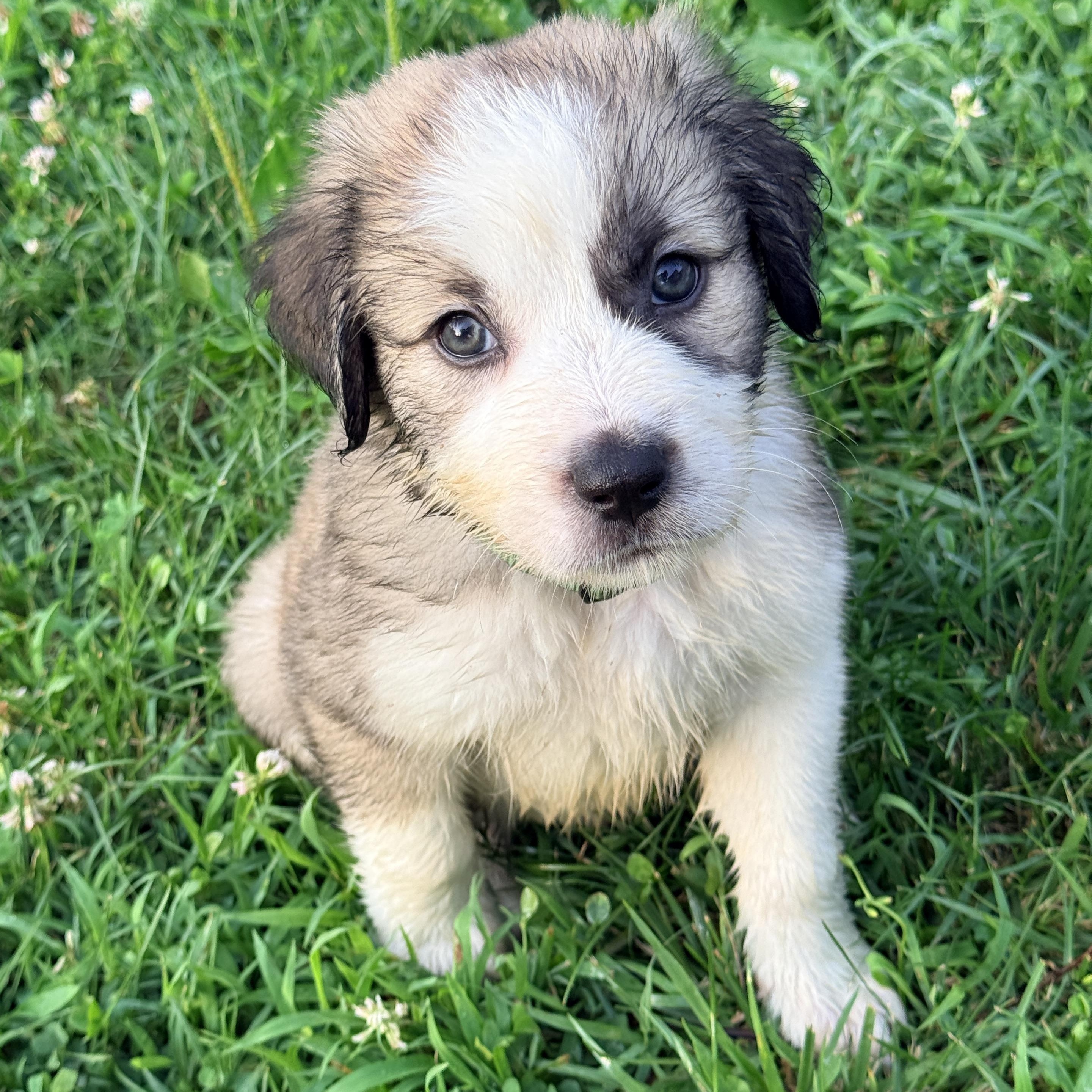 Enlarge Ishikawa, a Adoptable mixed breed in Columbia, MD image 1/6