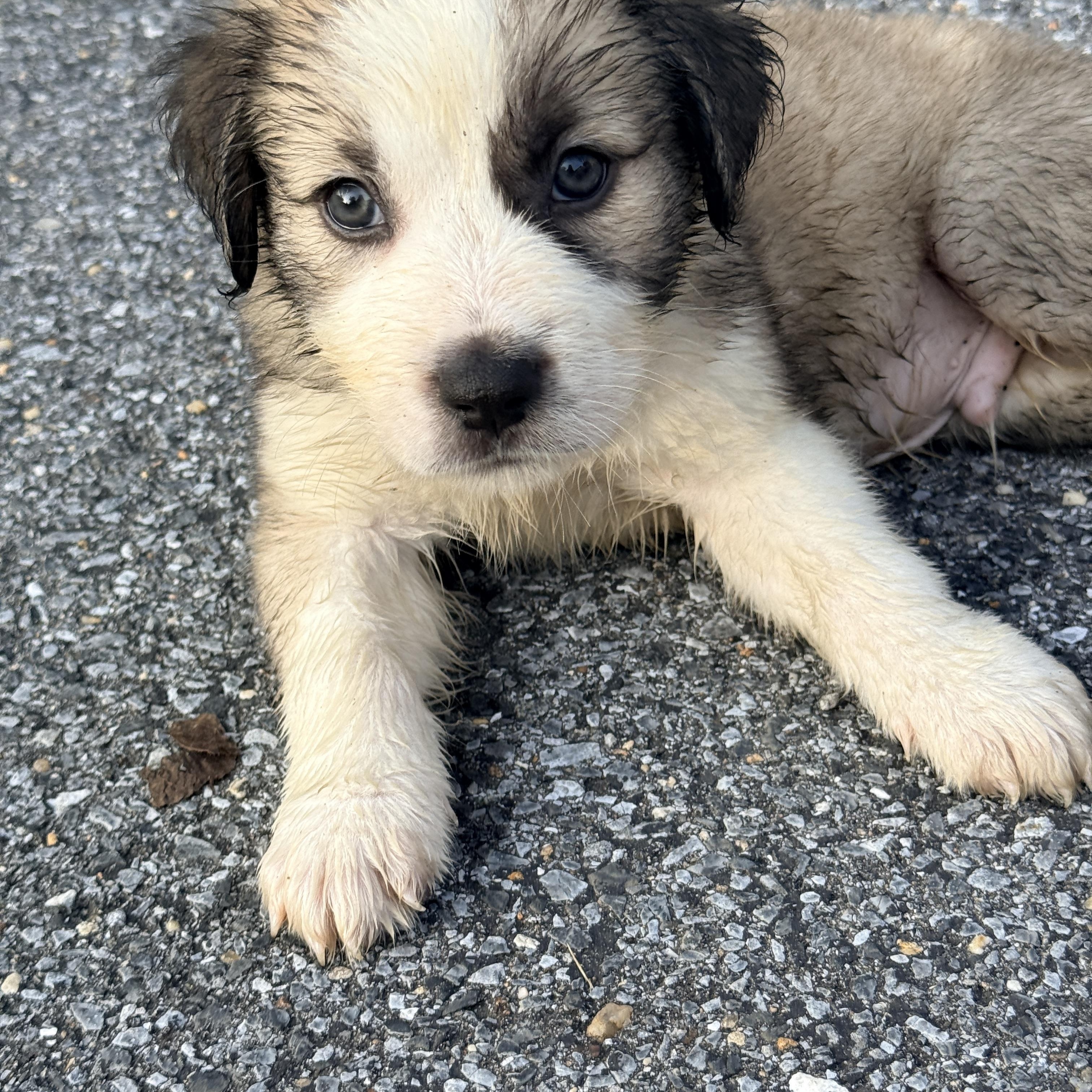Enlarge Ishikawa, a Adoptable mixed breed in Columbia, MD image 3/6