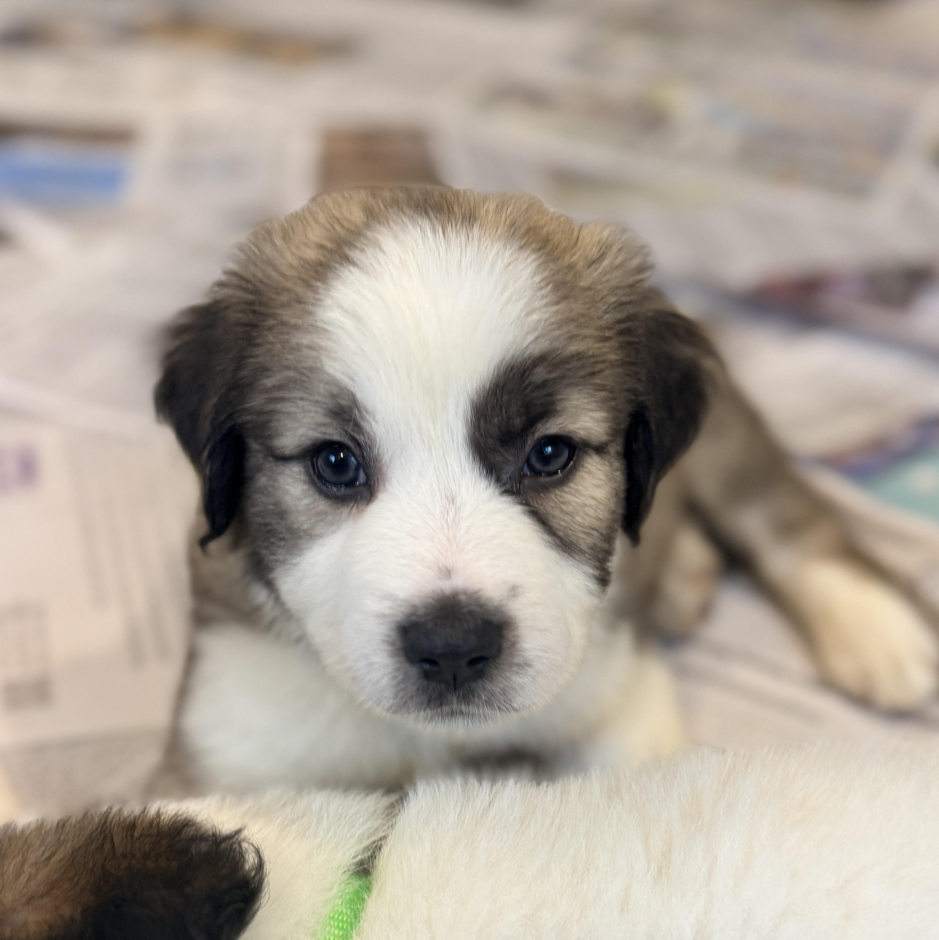 Enlarge Ishikawa, a Adoptable mixed breed in Columbia, MD image 5/6