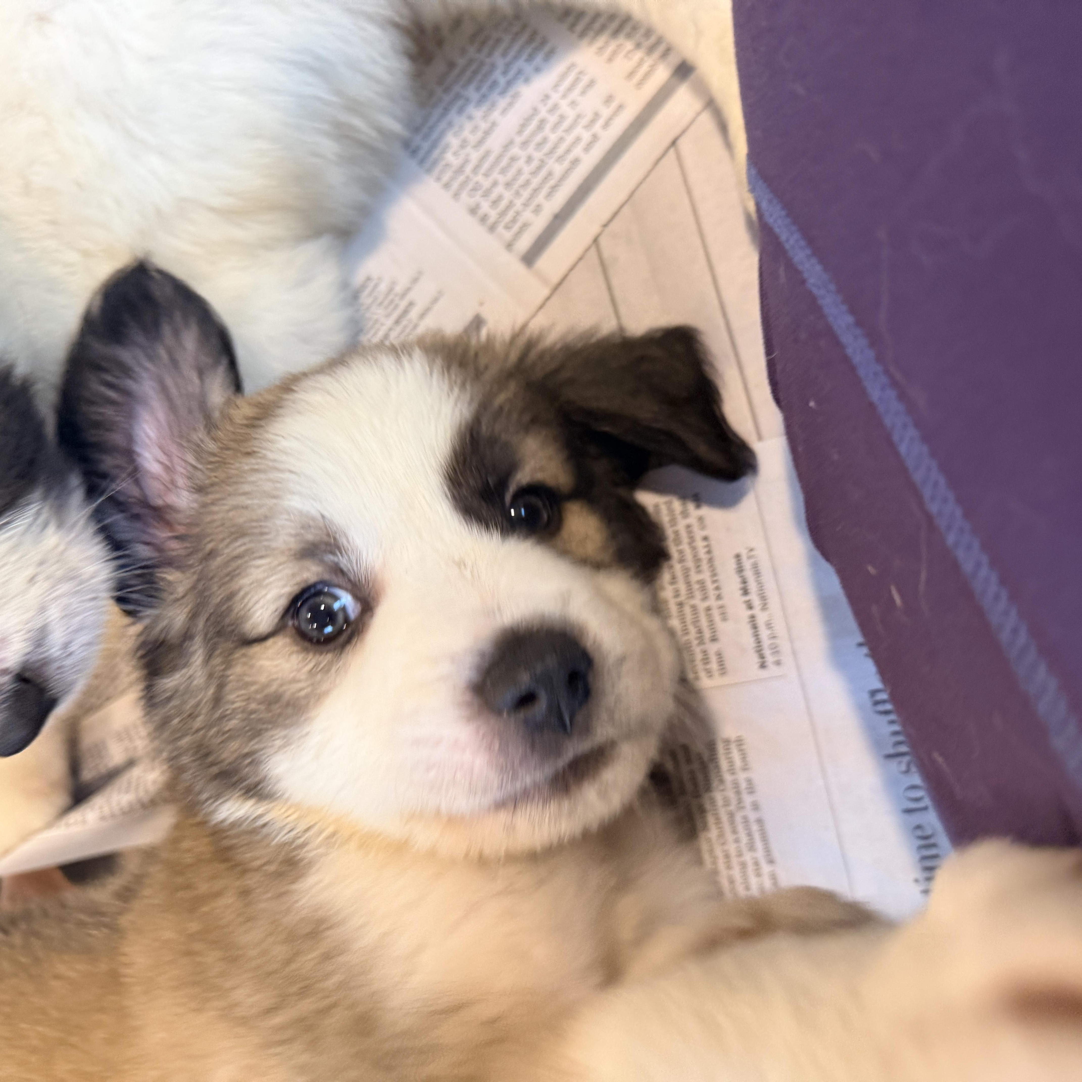 Enlarge Ishikawa, a Adoptable mixed breed in Columbia, MD image 4/6