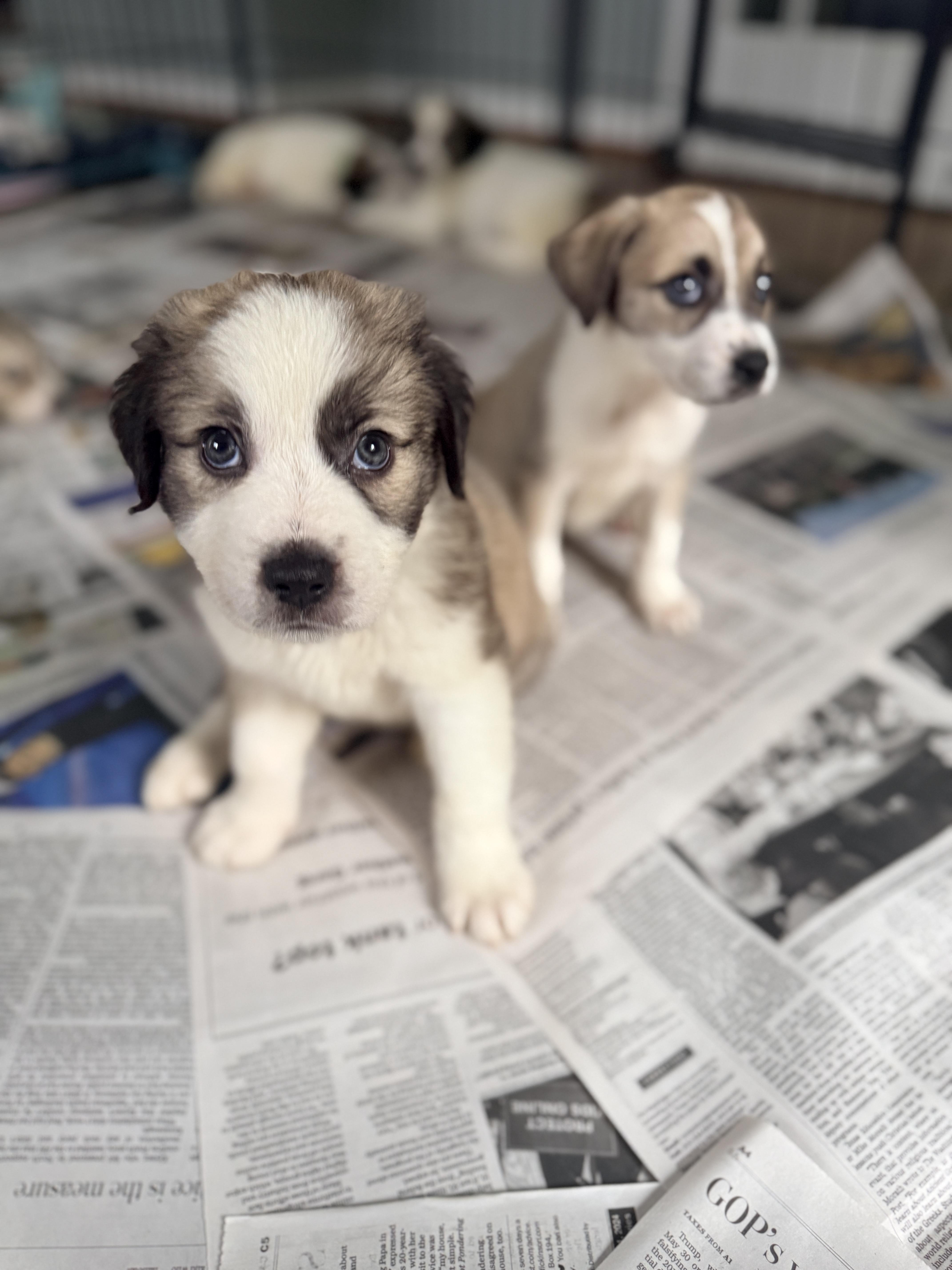 Enlarge Ishikawa, a Adoptable mixed breed in Columbia, MD image 6/6