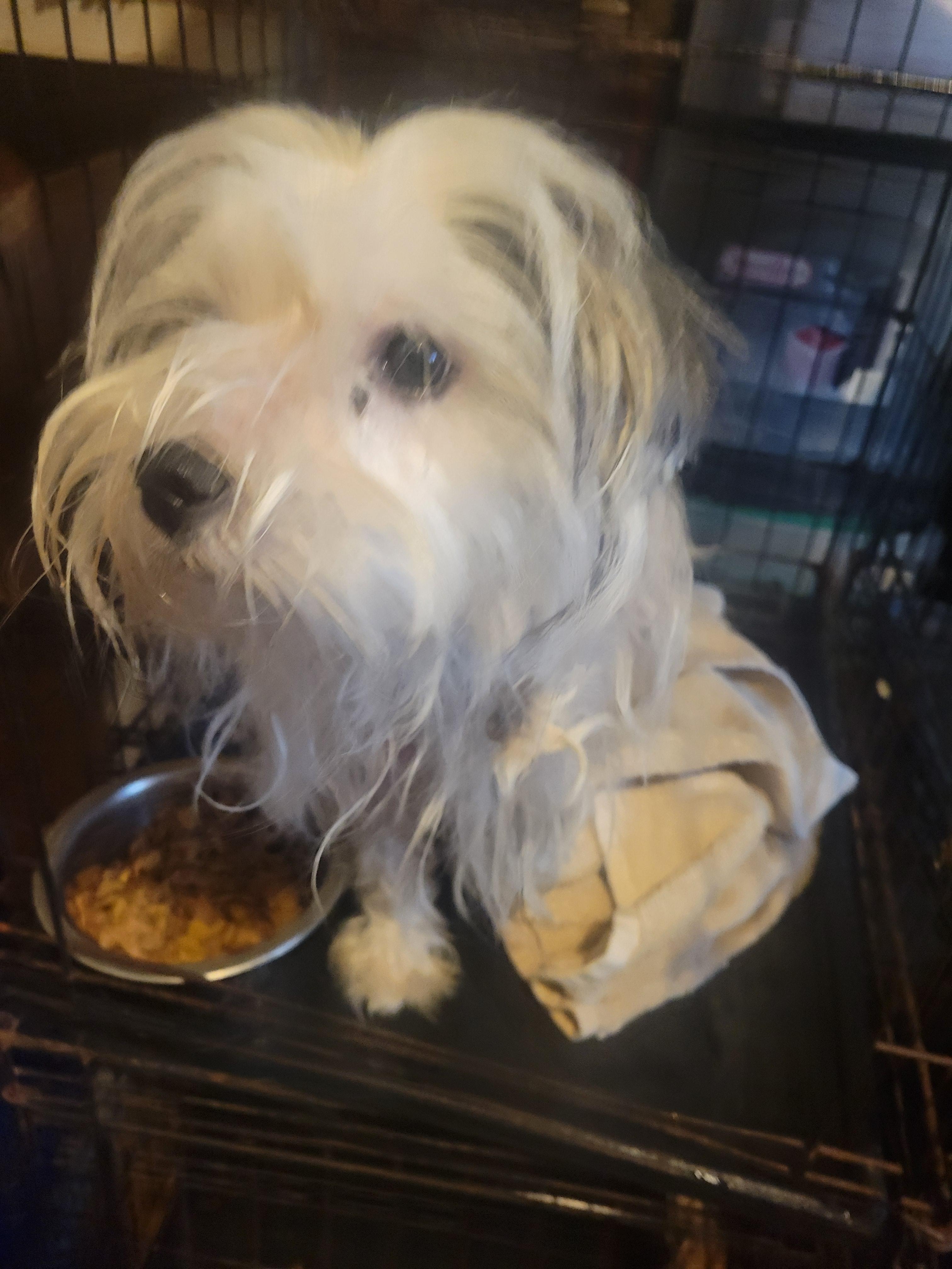 Enlarge Dutton, an adopted mixed breed in Rocky Mount, NC image 1/1